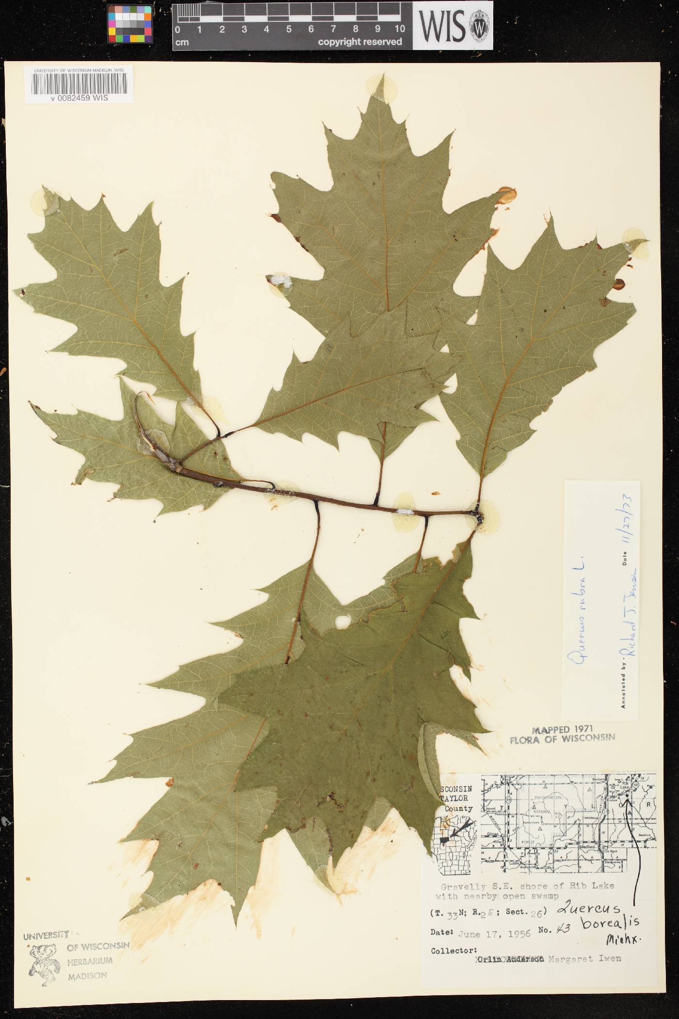 Quercus rubra image