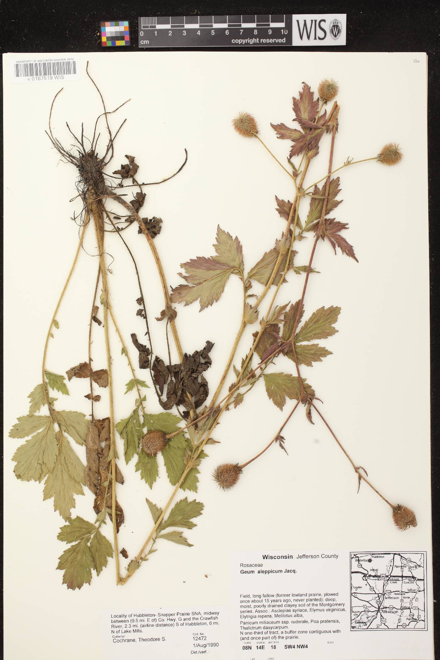 Geum aleppicum image