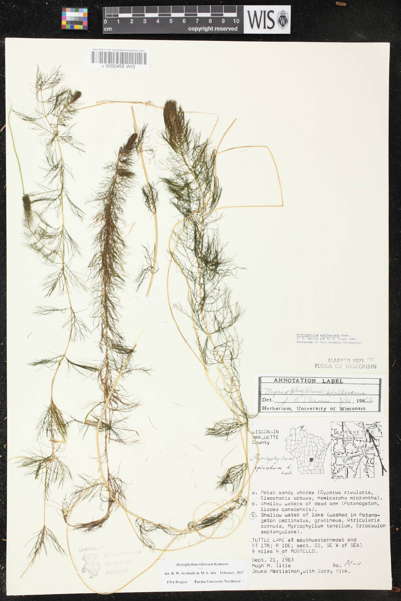Myriophyllum sibiricum image
