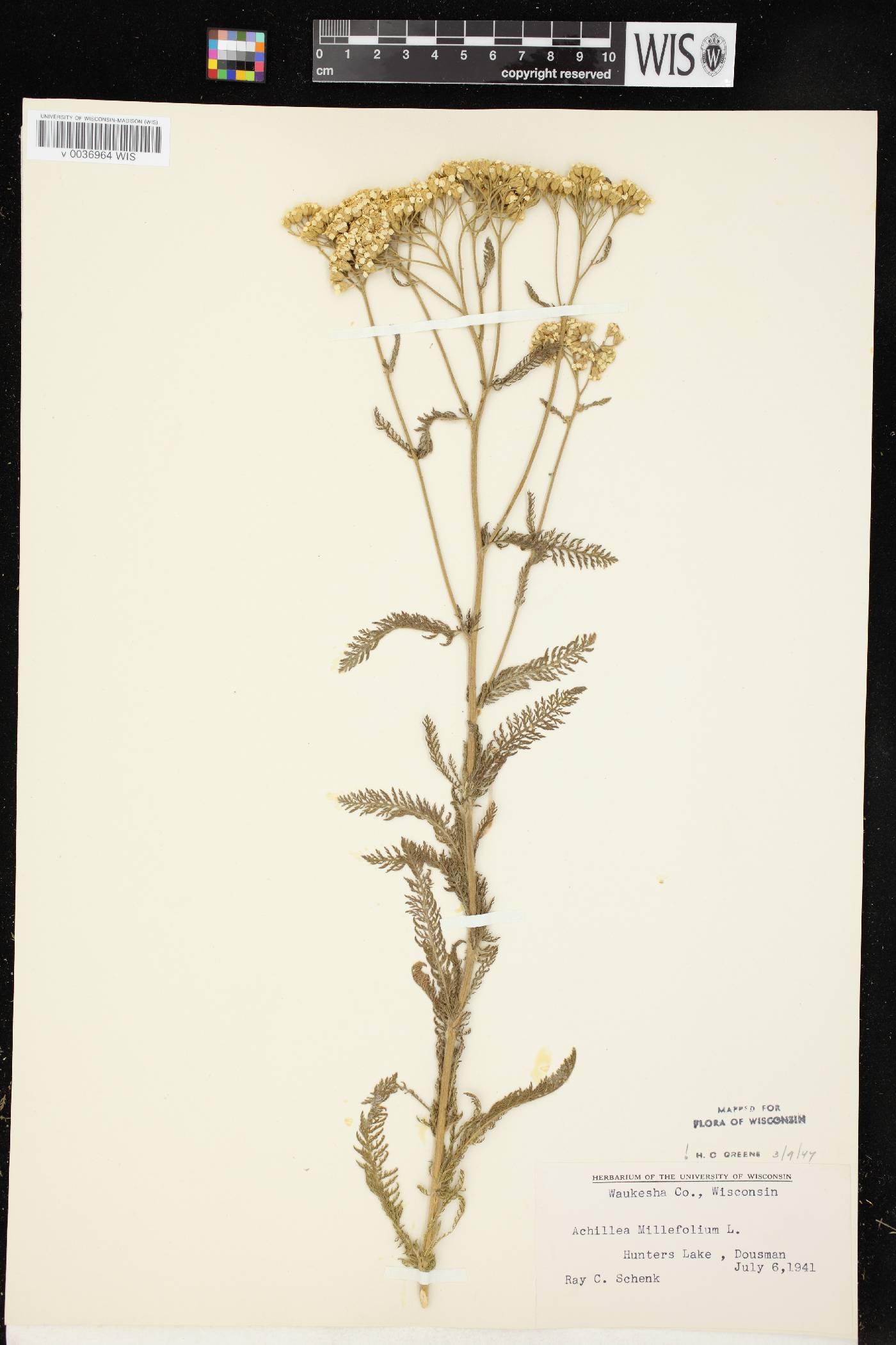 Achillea millefolium image