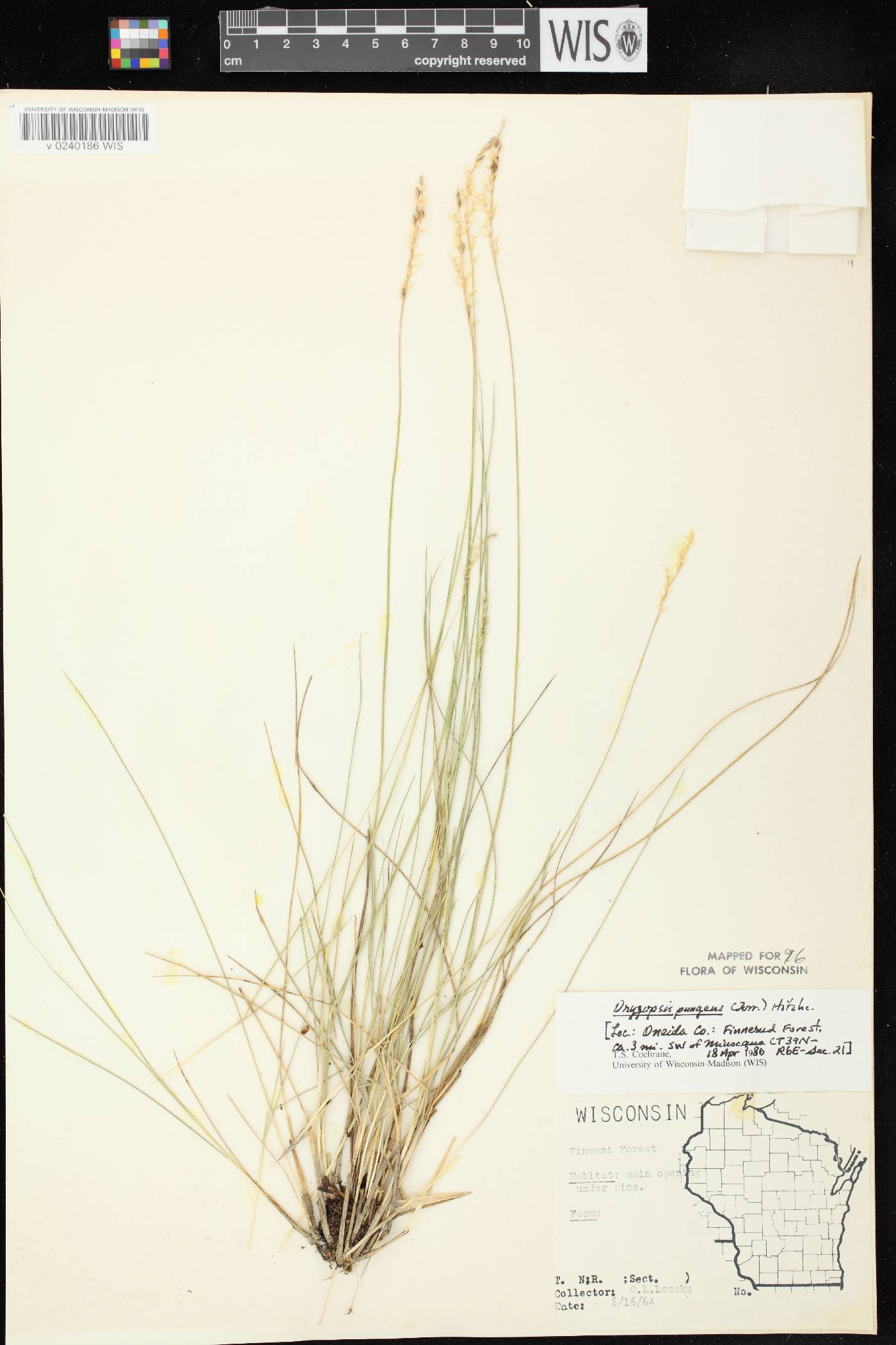 Piptatheropsis pungens image