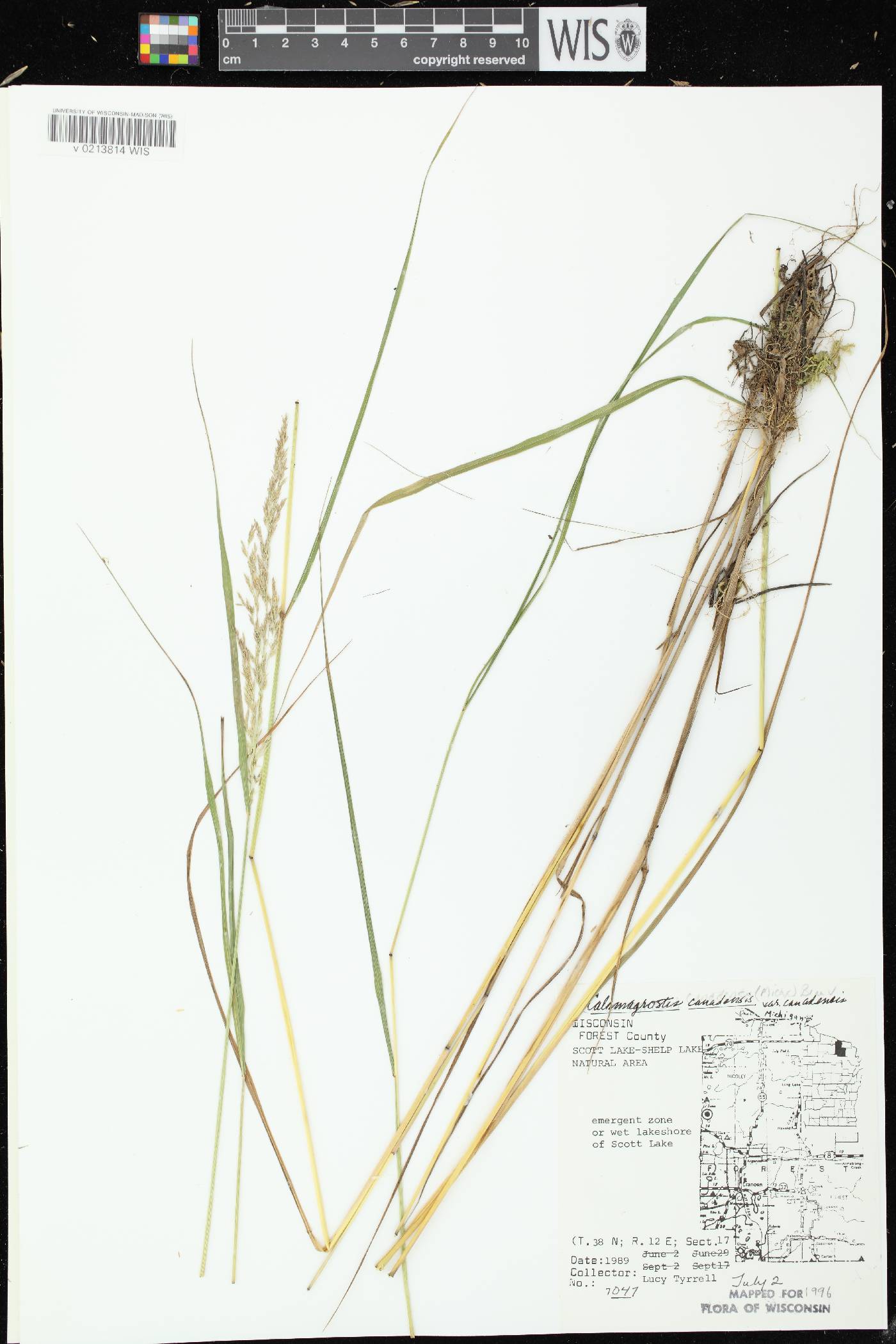 Calamagrostis canadensis var. canadensis image