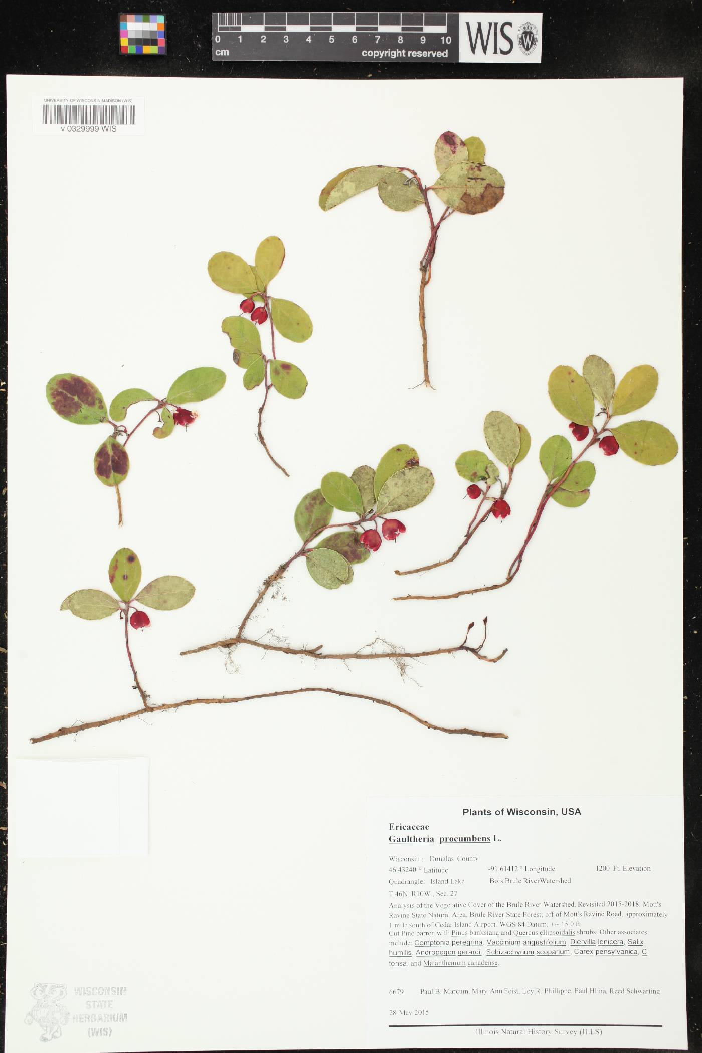 Gaultheria procumbens image