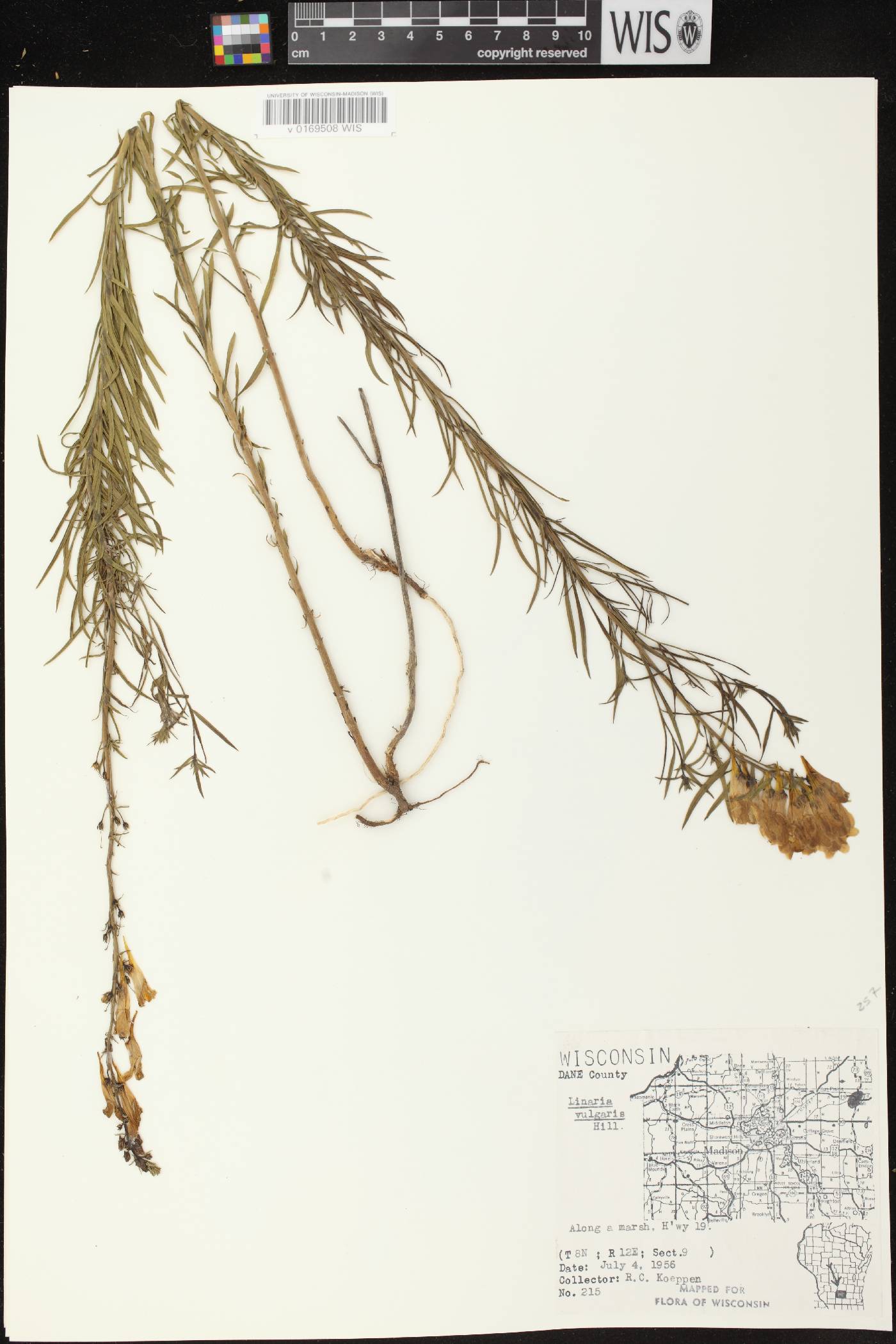 Linaria vulgaris image