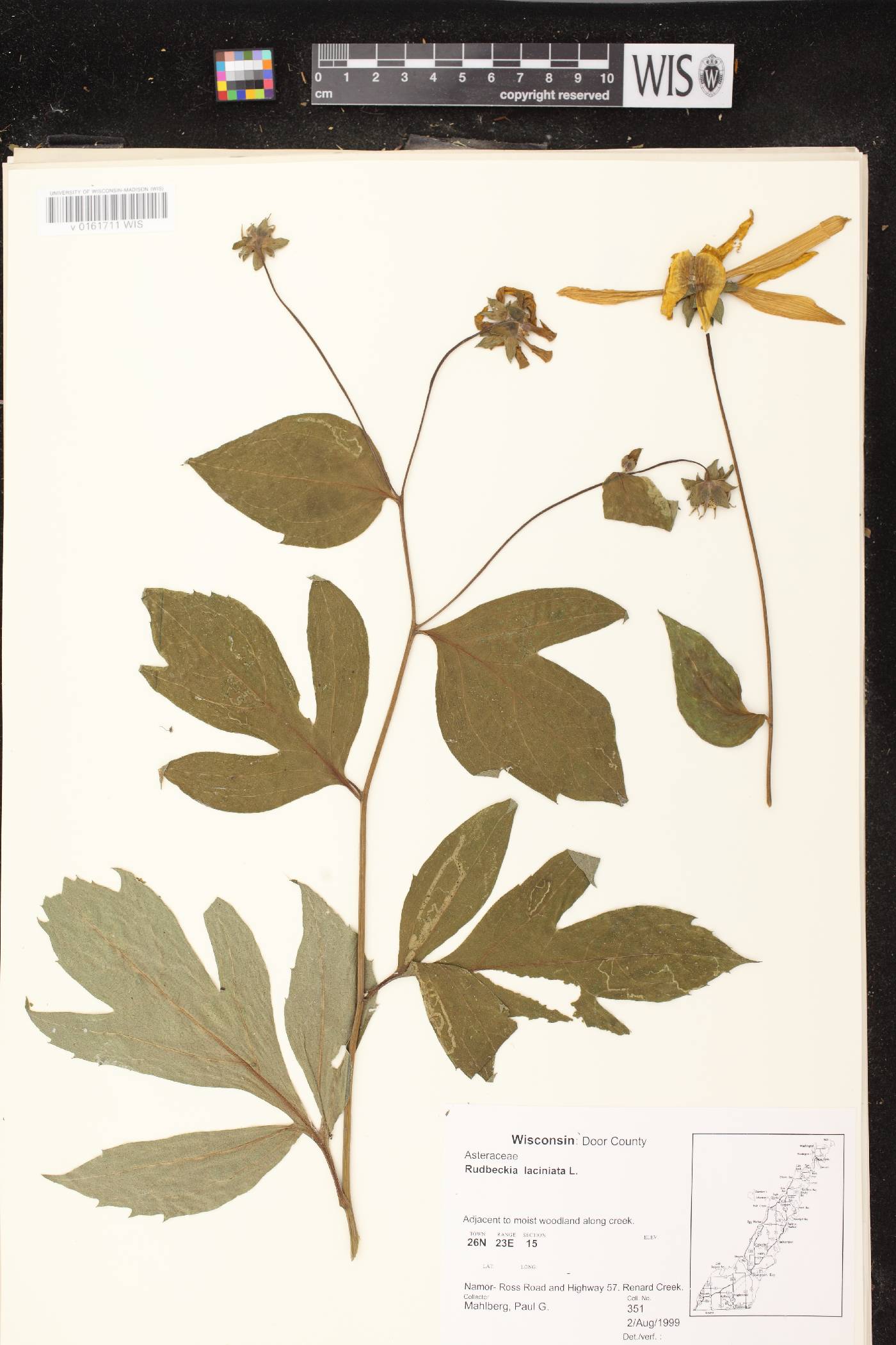 Rudbeckia laciniata image