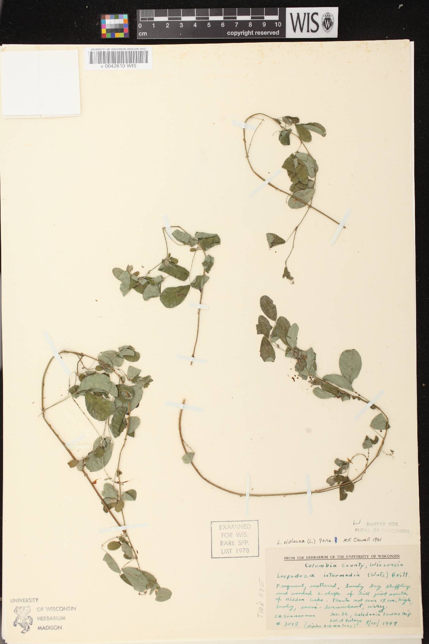 Lespedeza violacea image