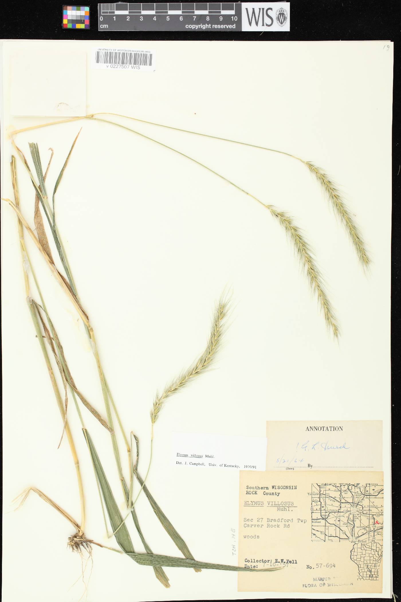 Elymus villosus var. villosus image