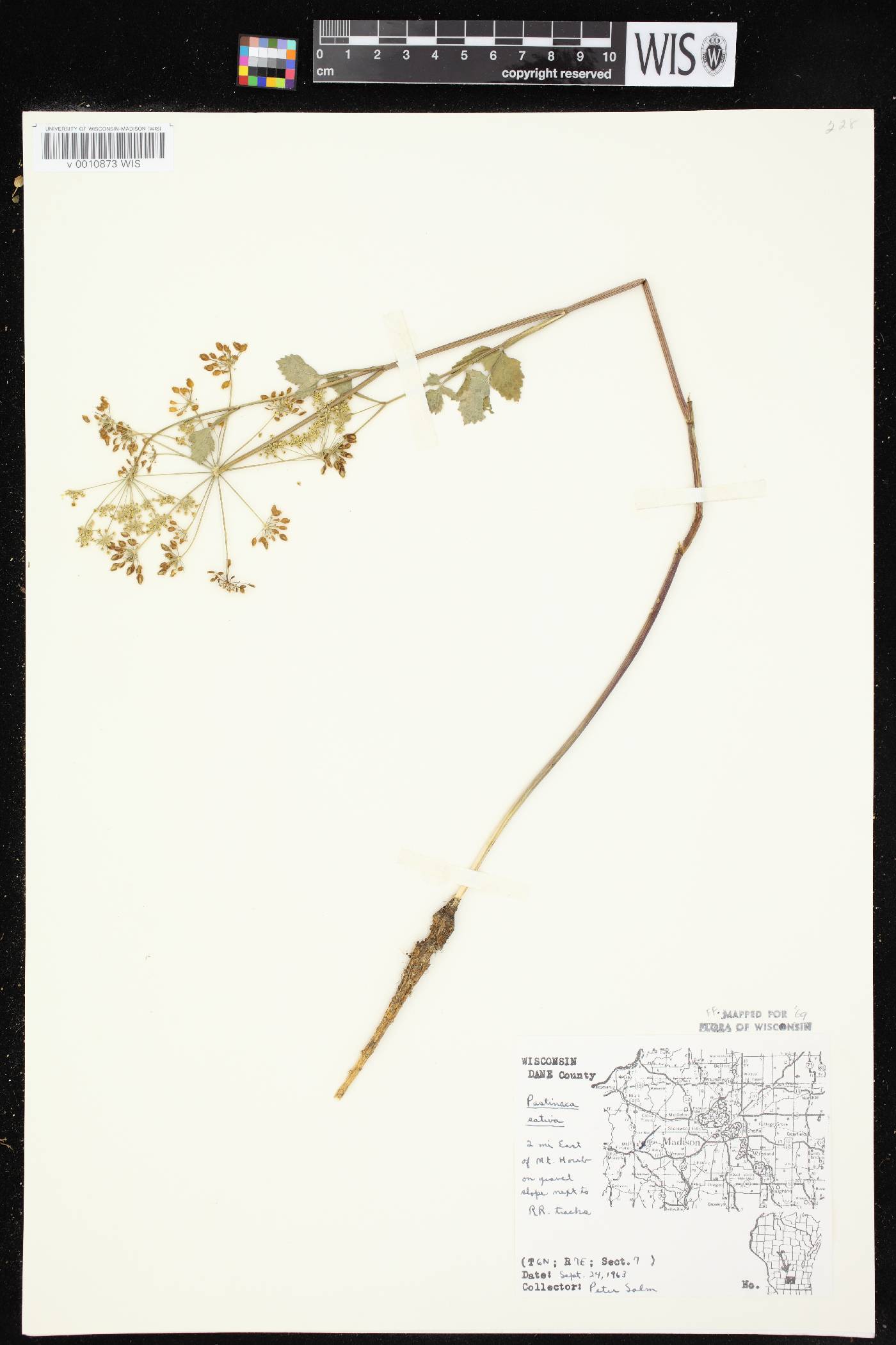 Pastinaca sativa image