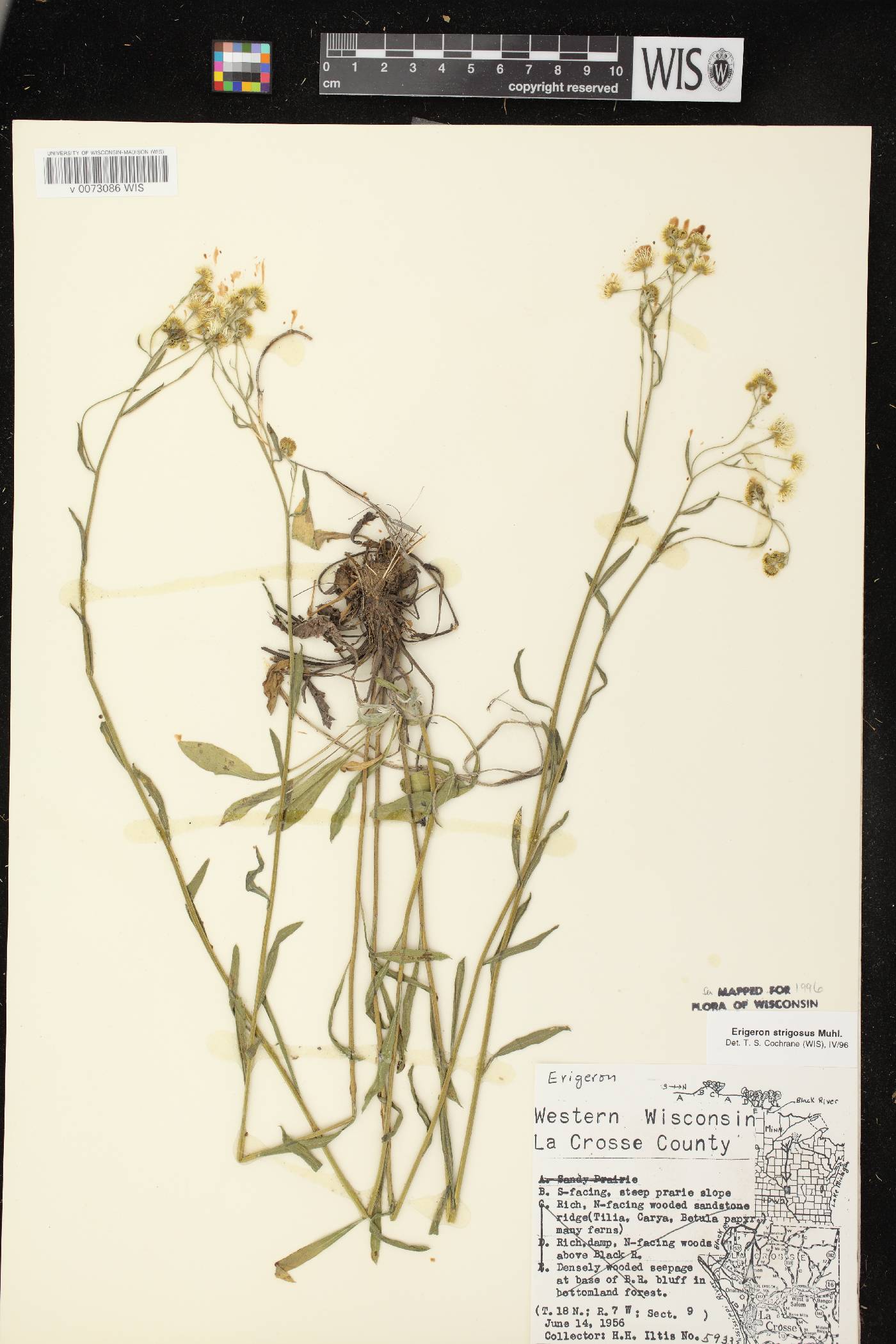 Erigeron strigosus image