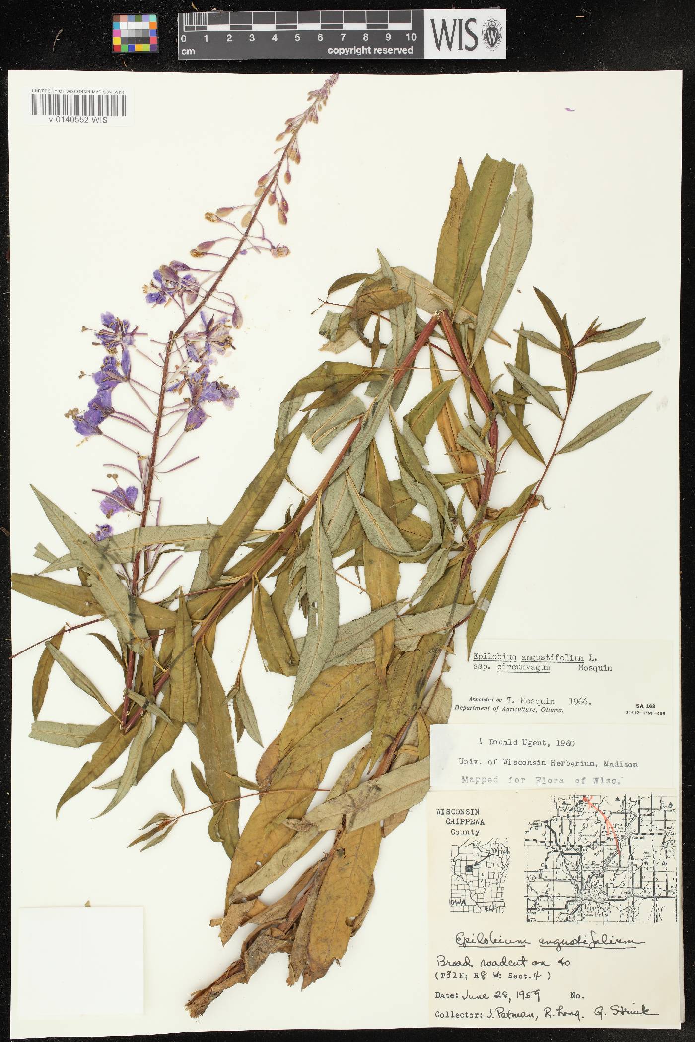 Chamerion angustifolium subsp. circumvagum image