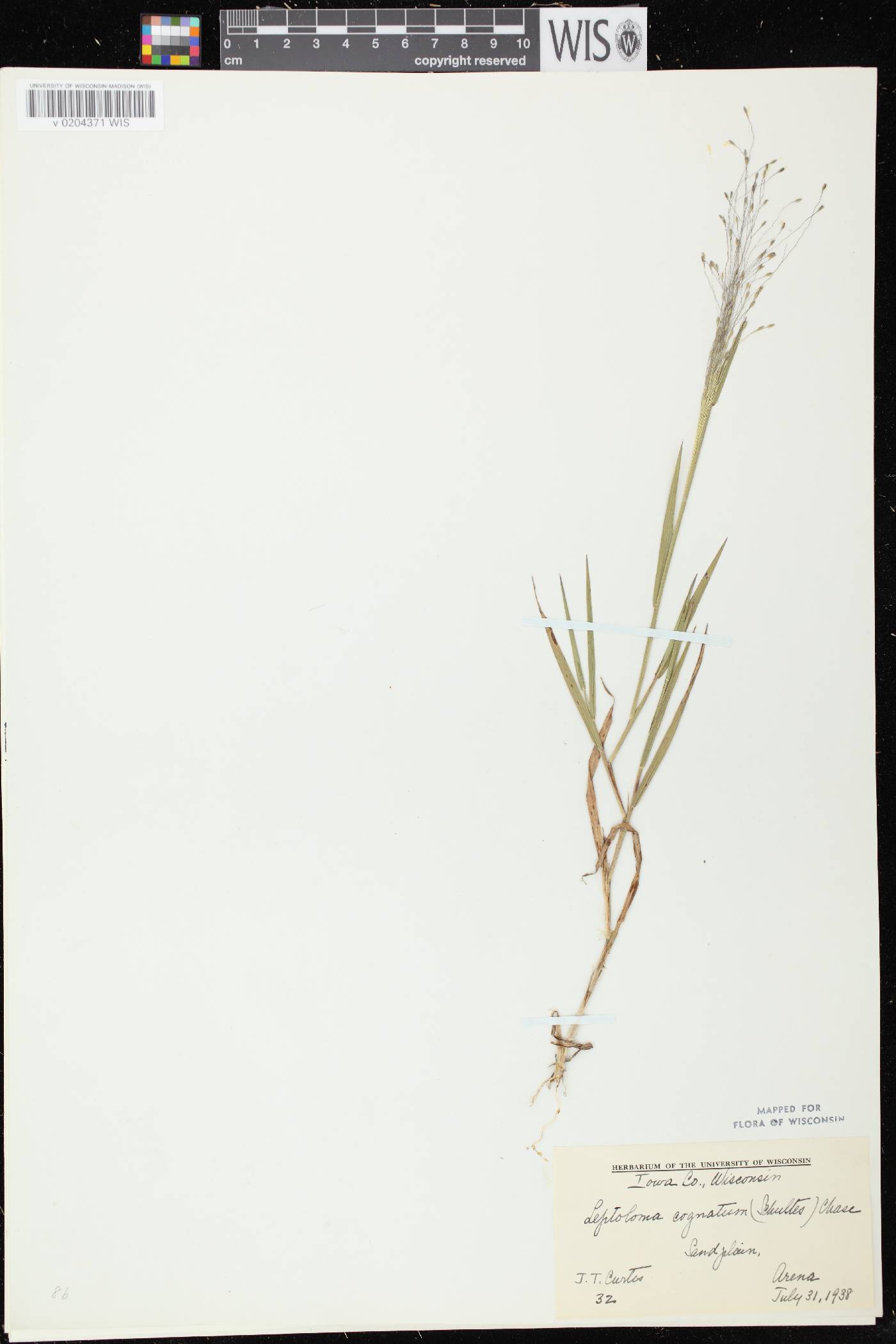 Digitaria cognata image