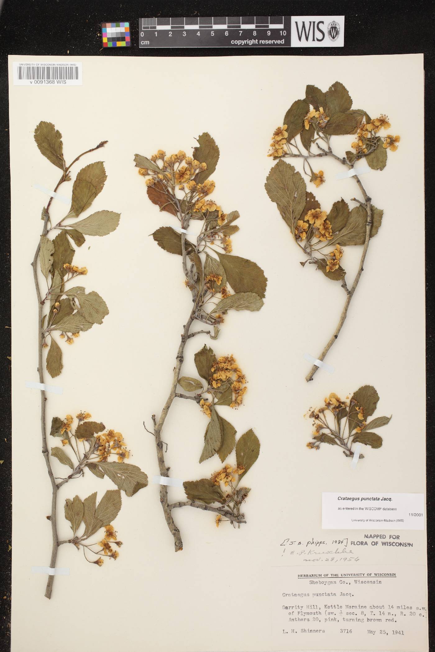 Crataegus punctata image
