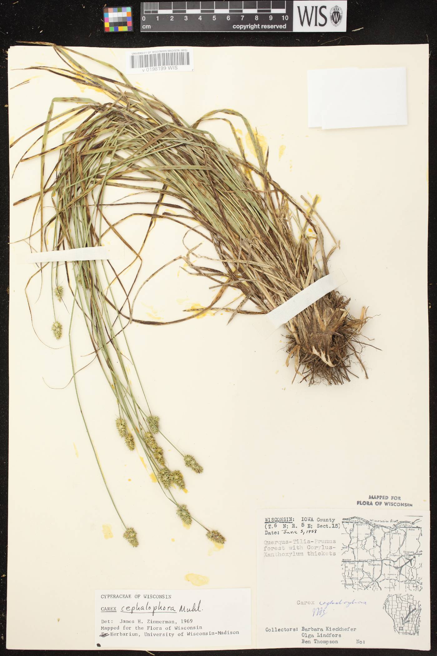 Carex cephalophora image