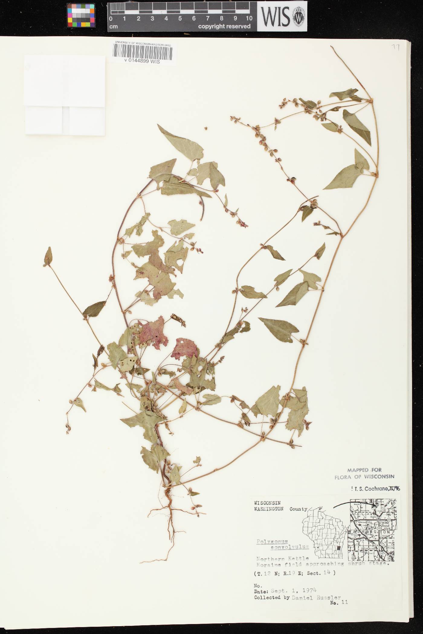 Fallopia convolvulus image
