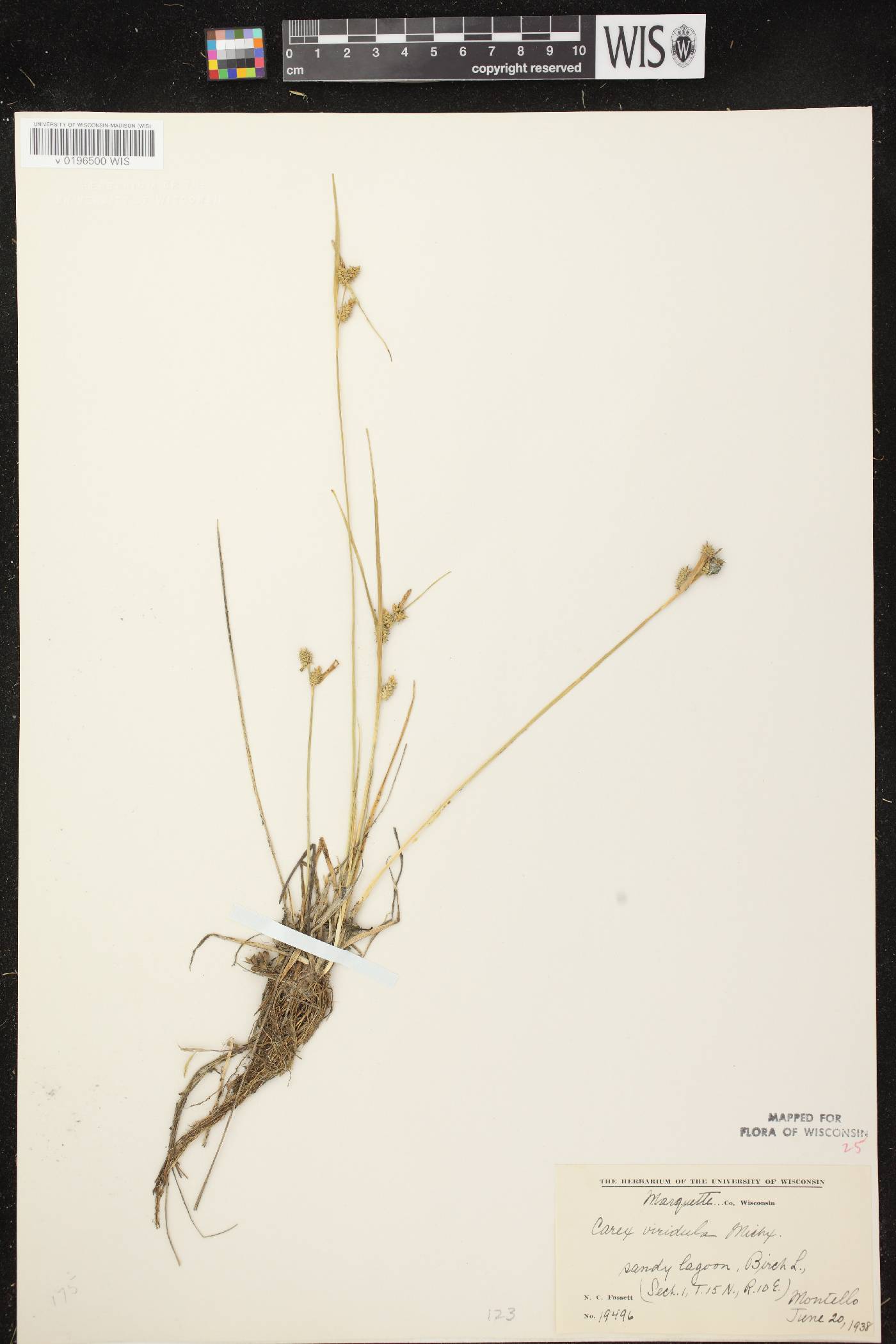 Carex viridula subsp. viridula image