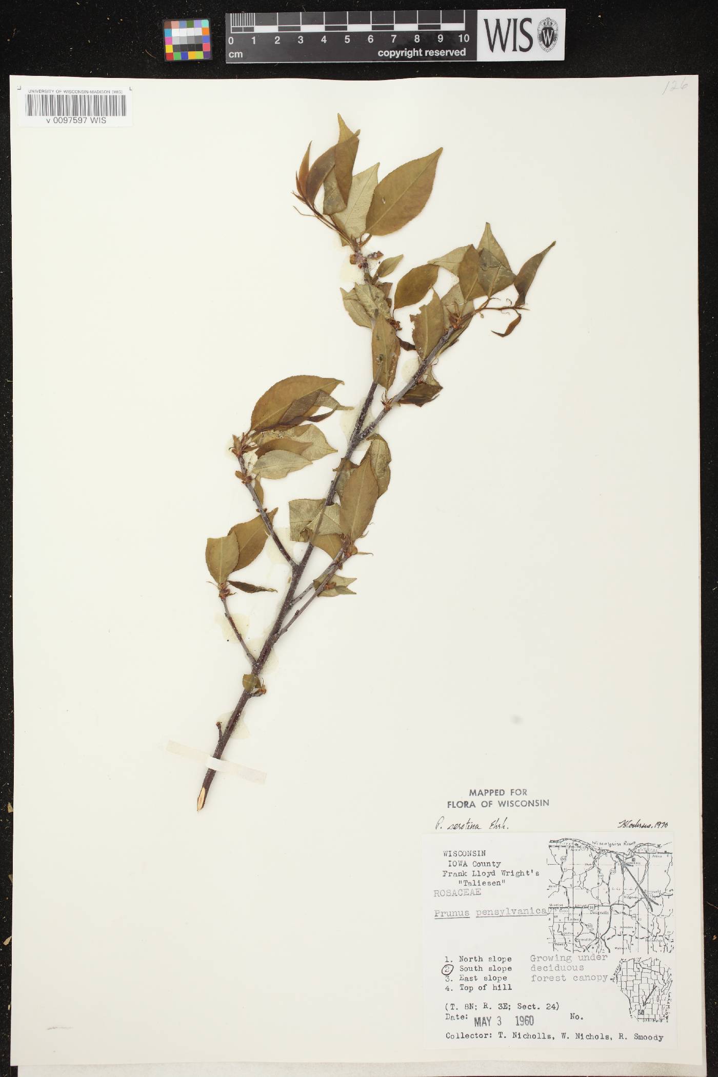 Prunus serotina var. serotina image