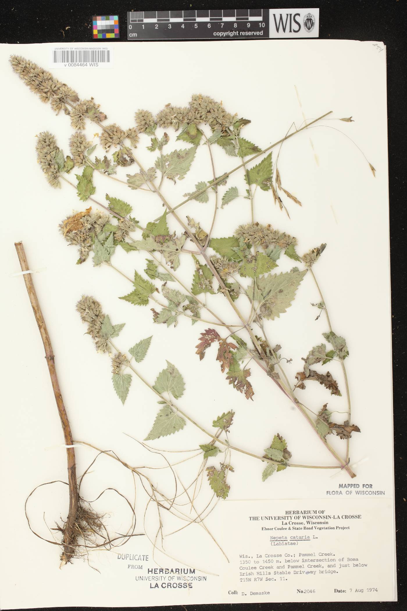 Nepeta cataria image