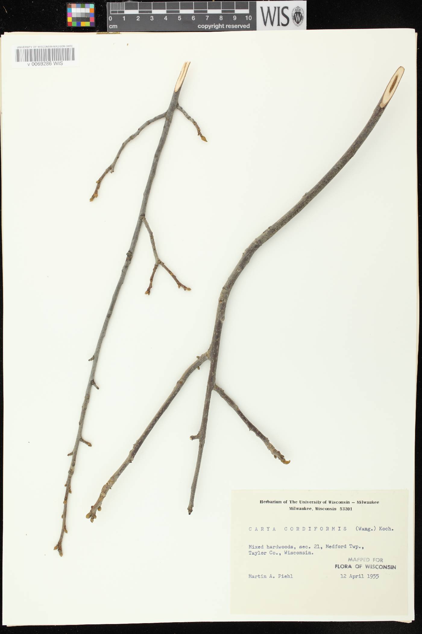 Carya cordiformis image