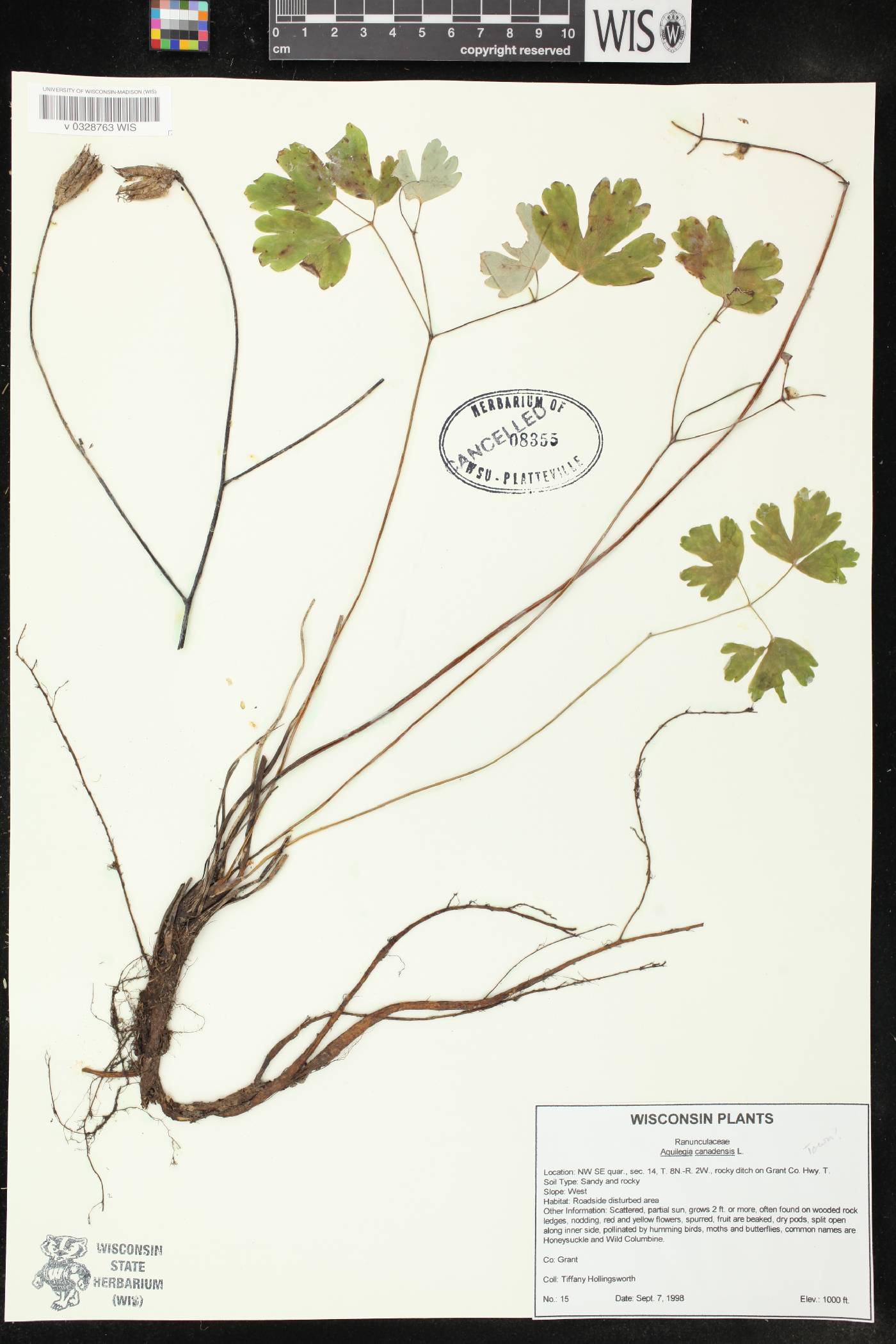 Aquilegia canadensis image