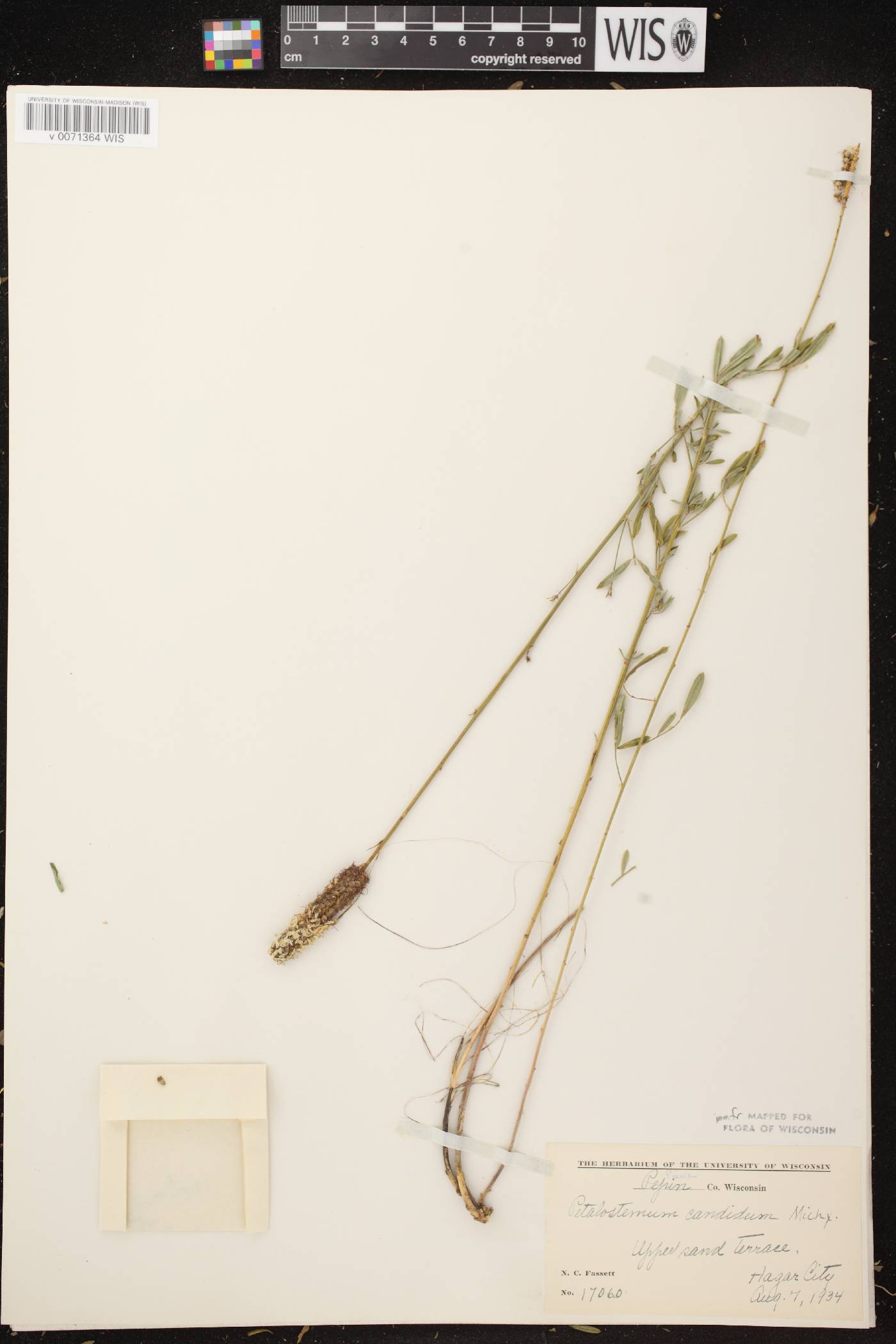 Dalea candida image