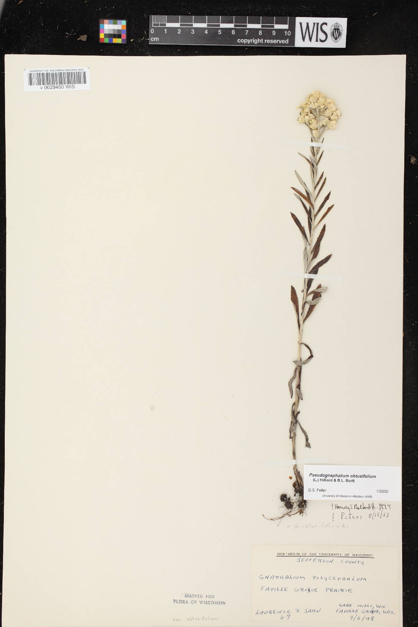 Pseudognaphalium obtusifolium image