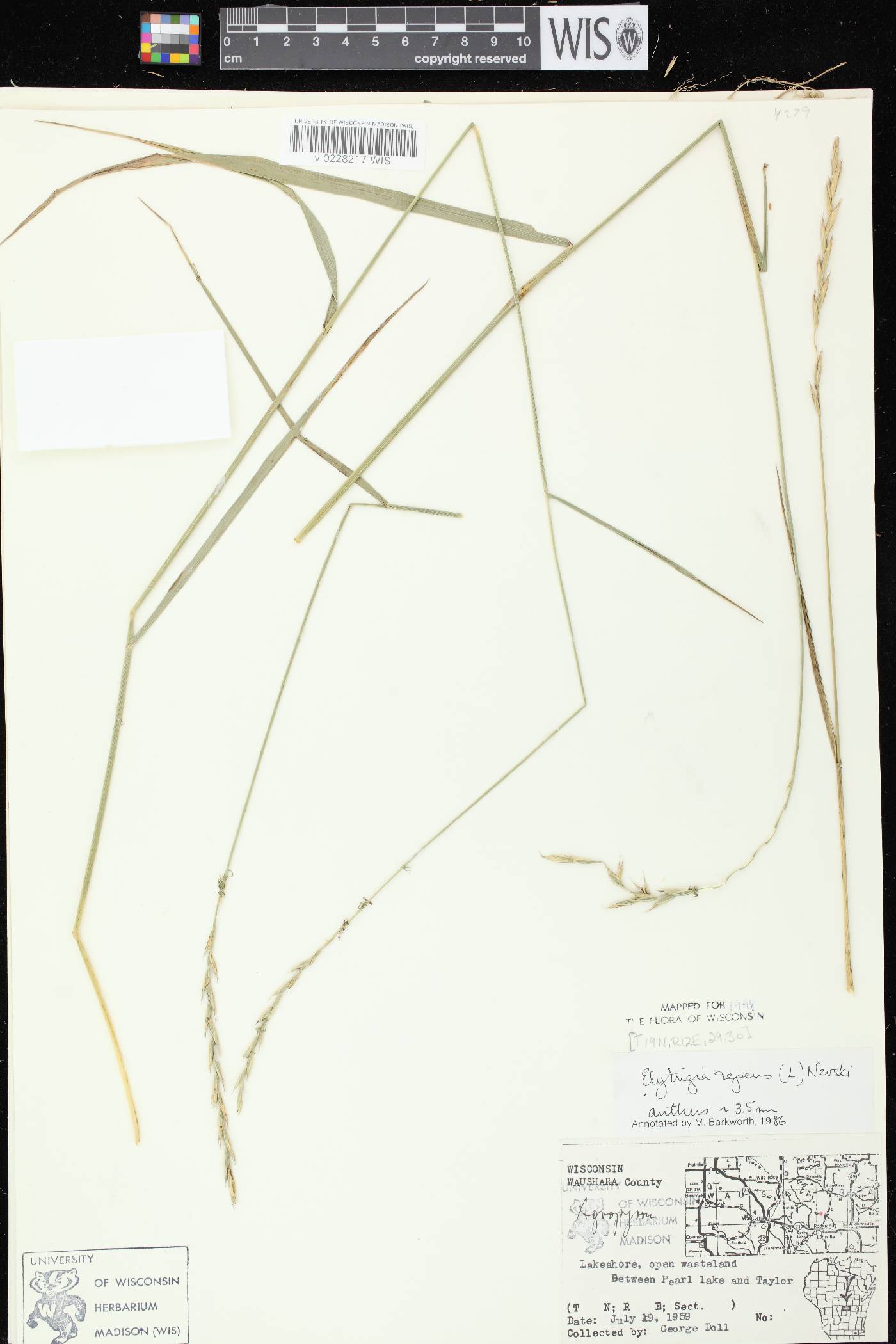 Elymus repens image