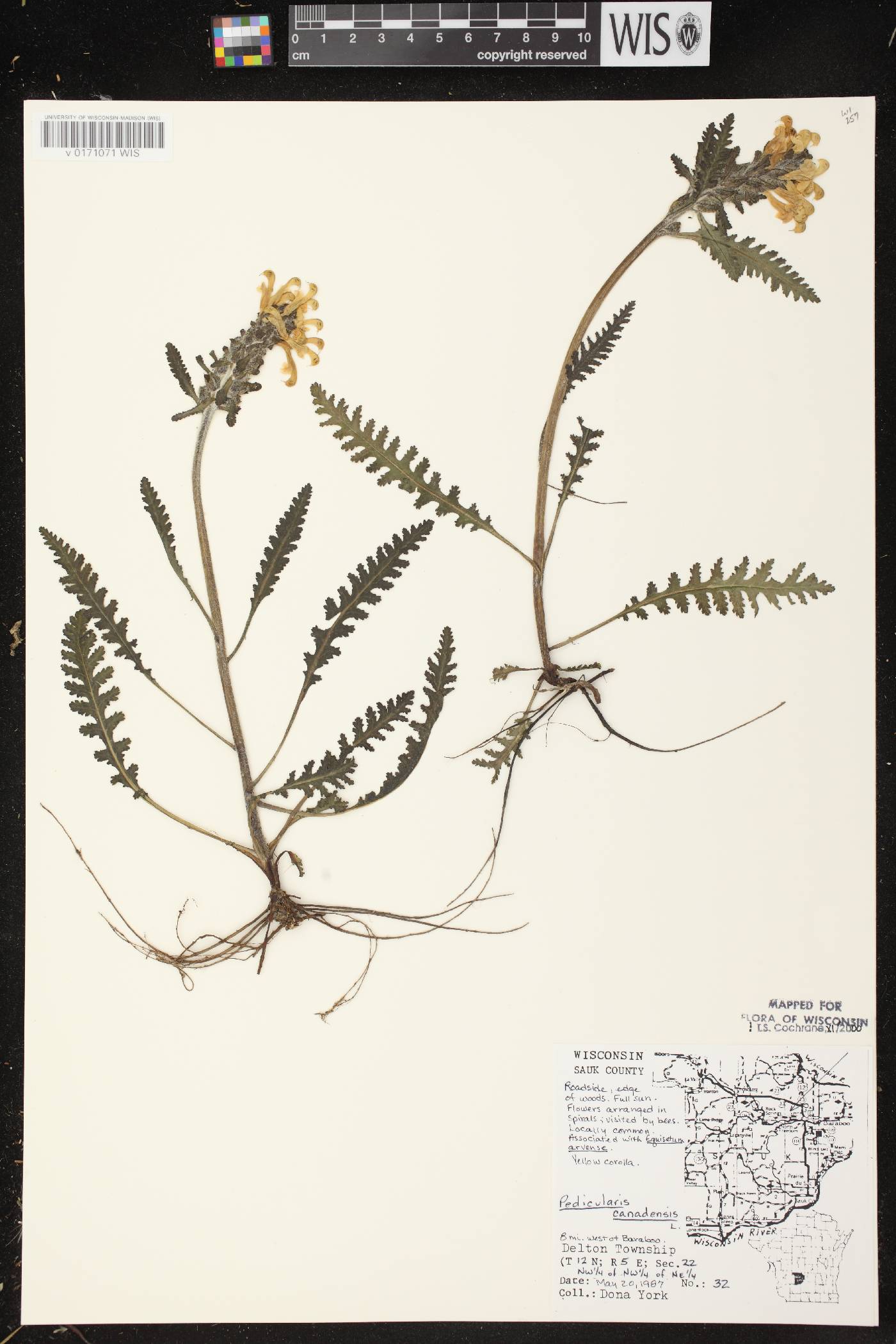 Pedicularis canadensis subsp. canadensis image