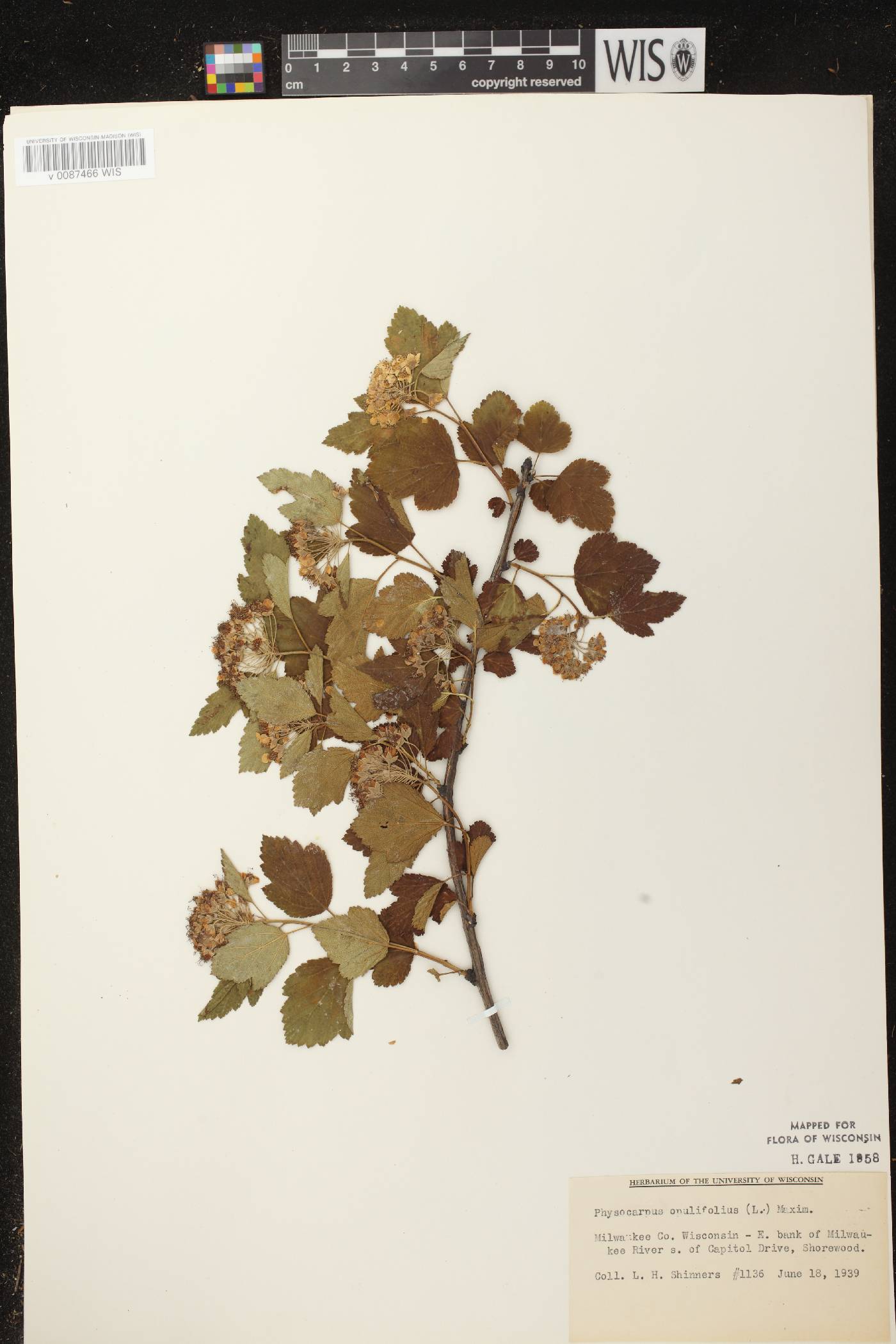 Physocarpus opulifolius image