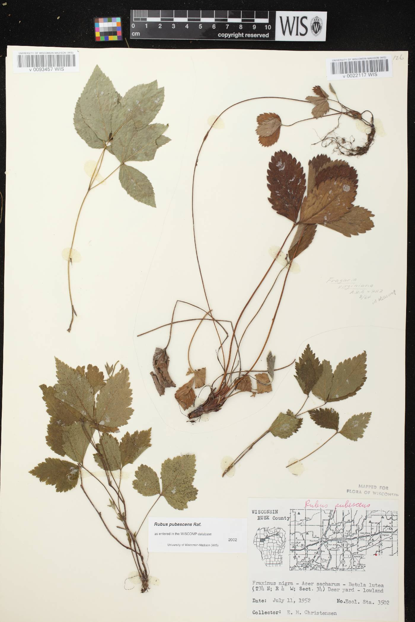 Fragaria virginiana image