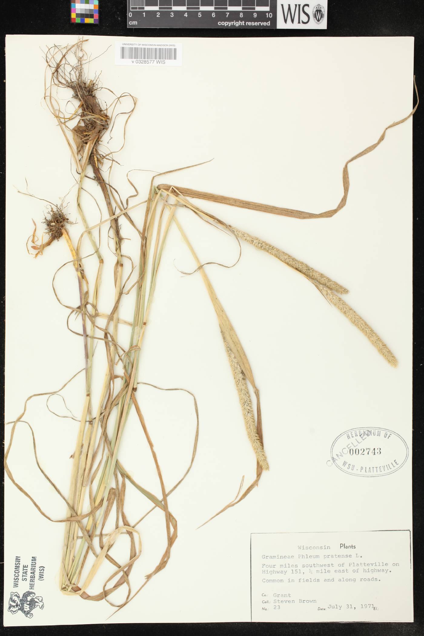 Phleum pratense image