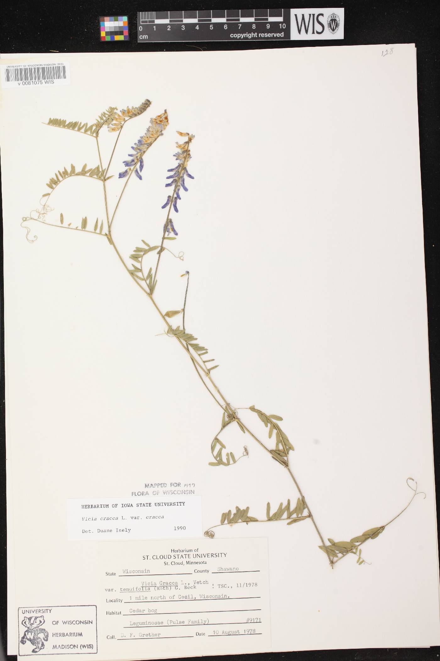 Vicia cracca image