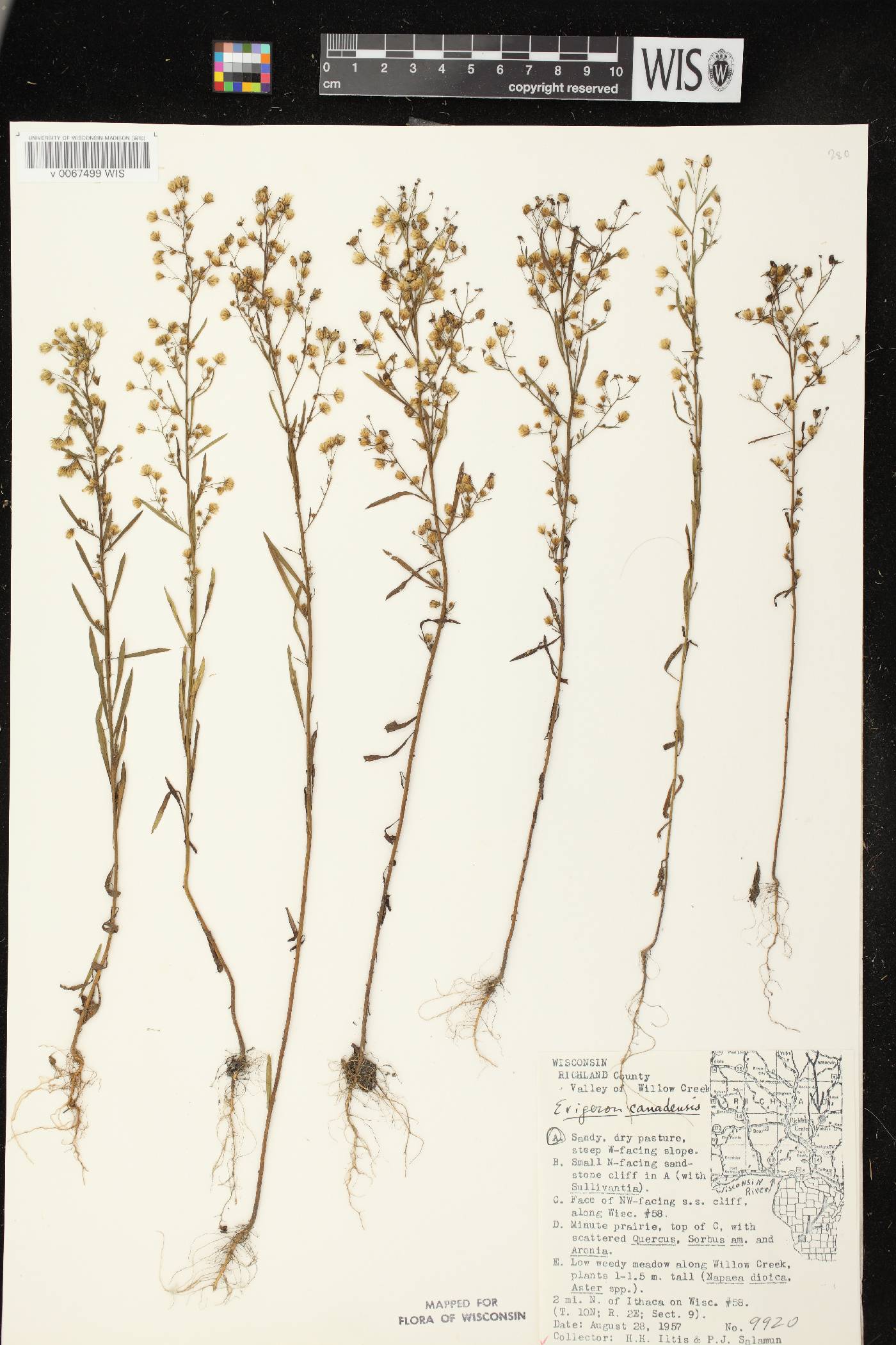 Conyza canadensis image