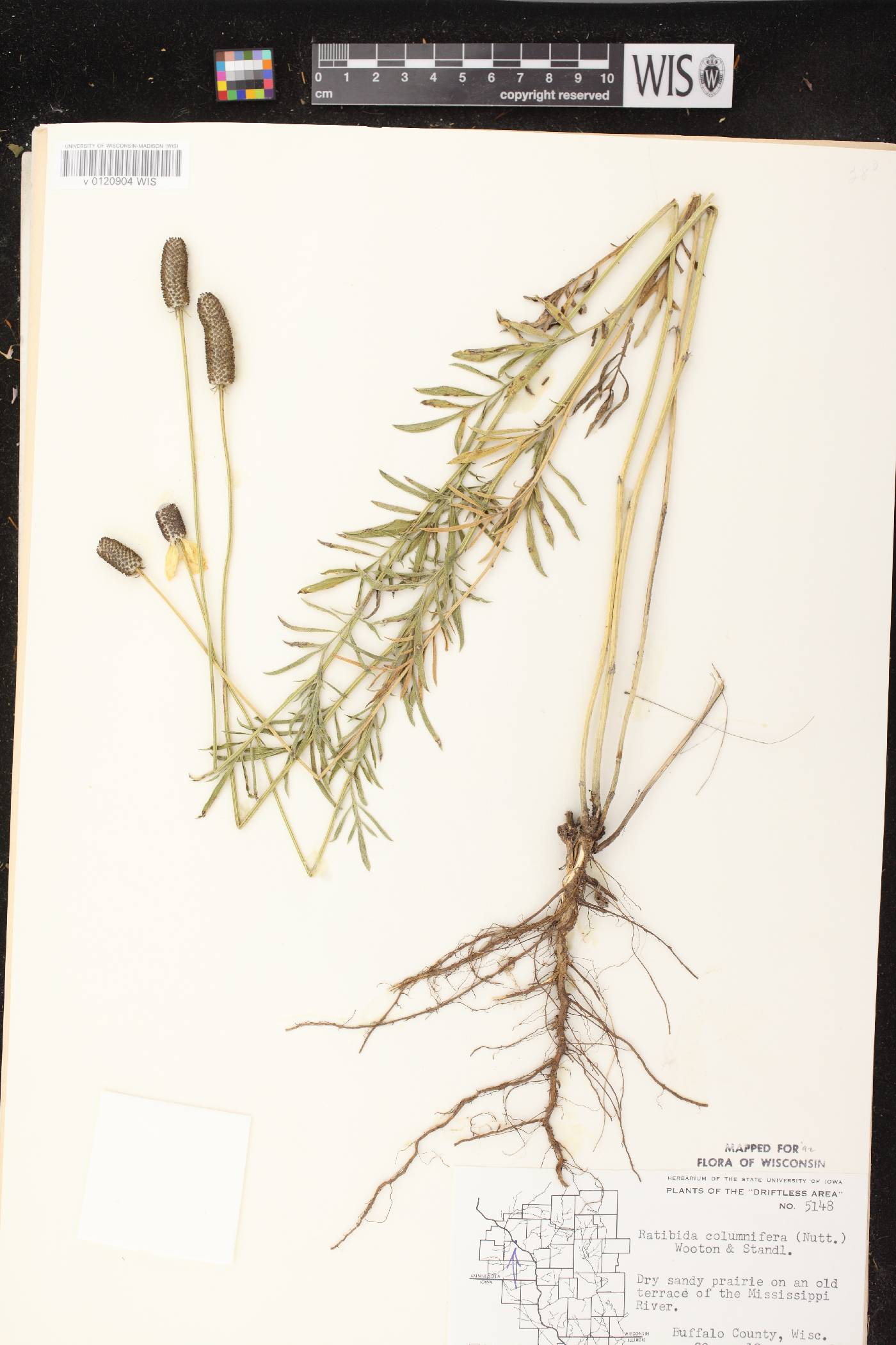 Ratibida columnifera image