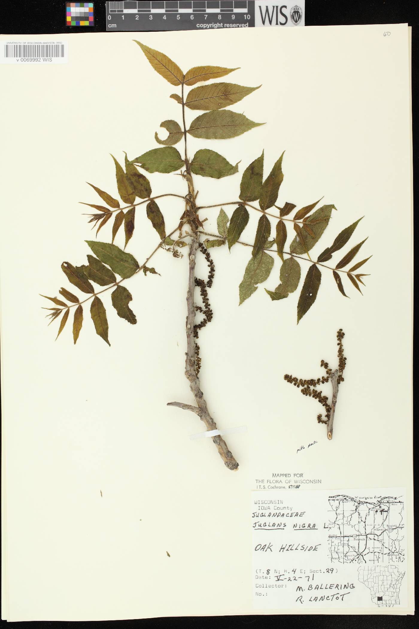 Juglans nigra image