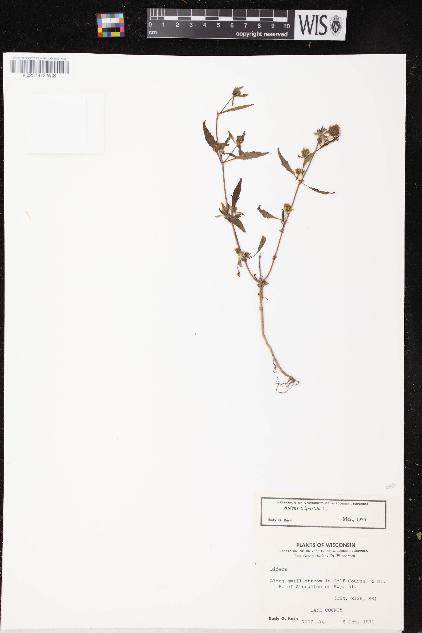 Bidens tripartita image
