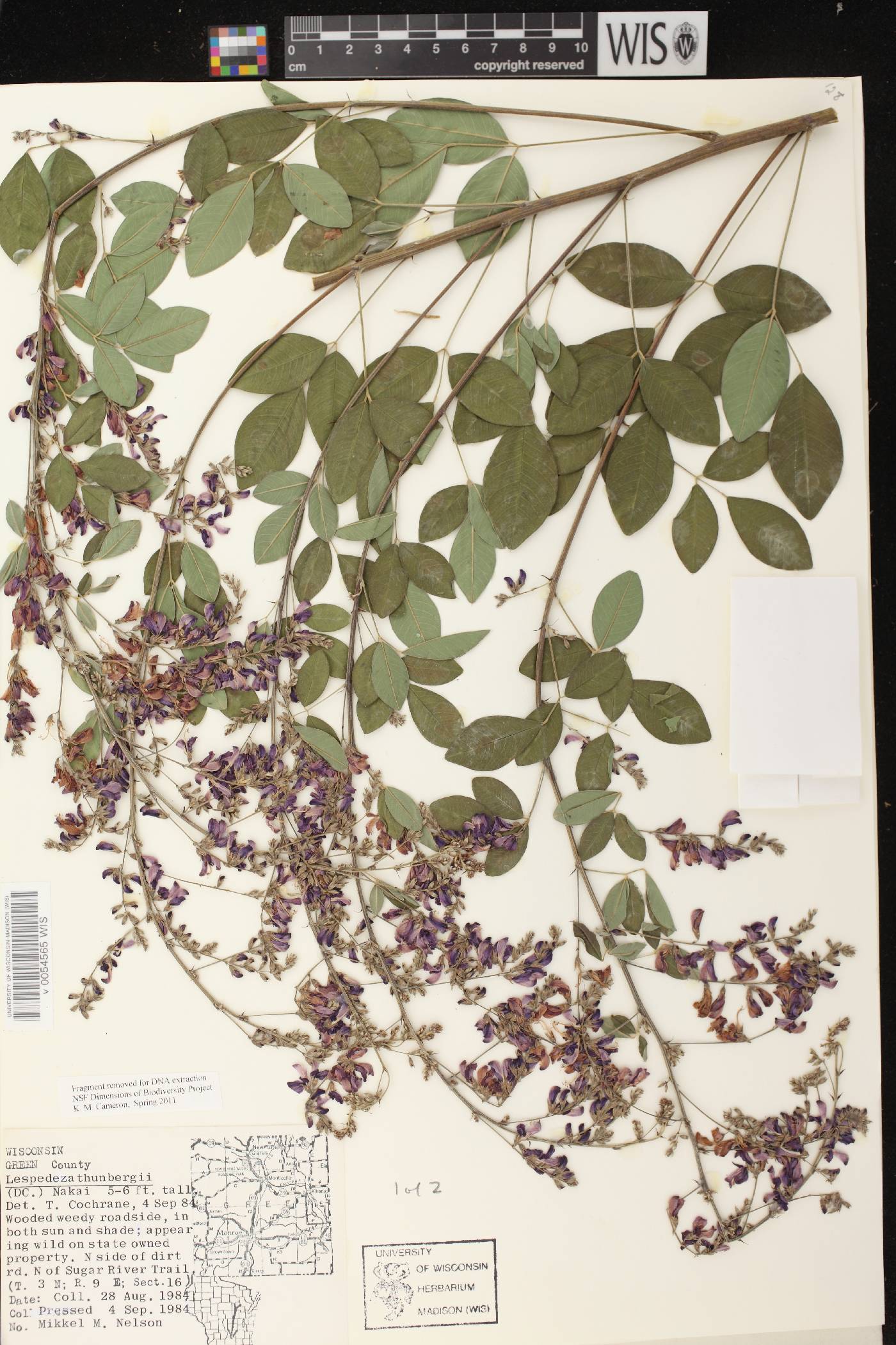 Lespedeza thunbergii image
