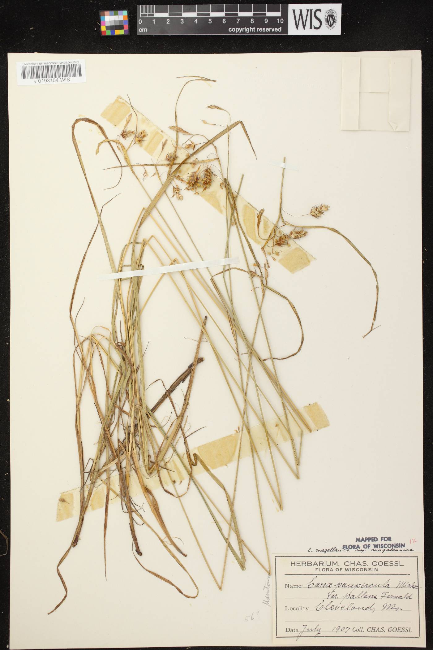 Carex magellanica image