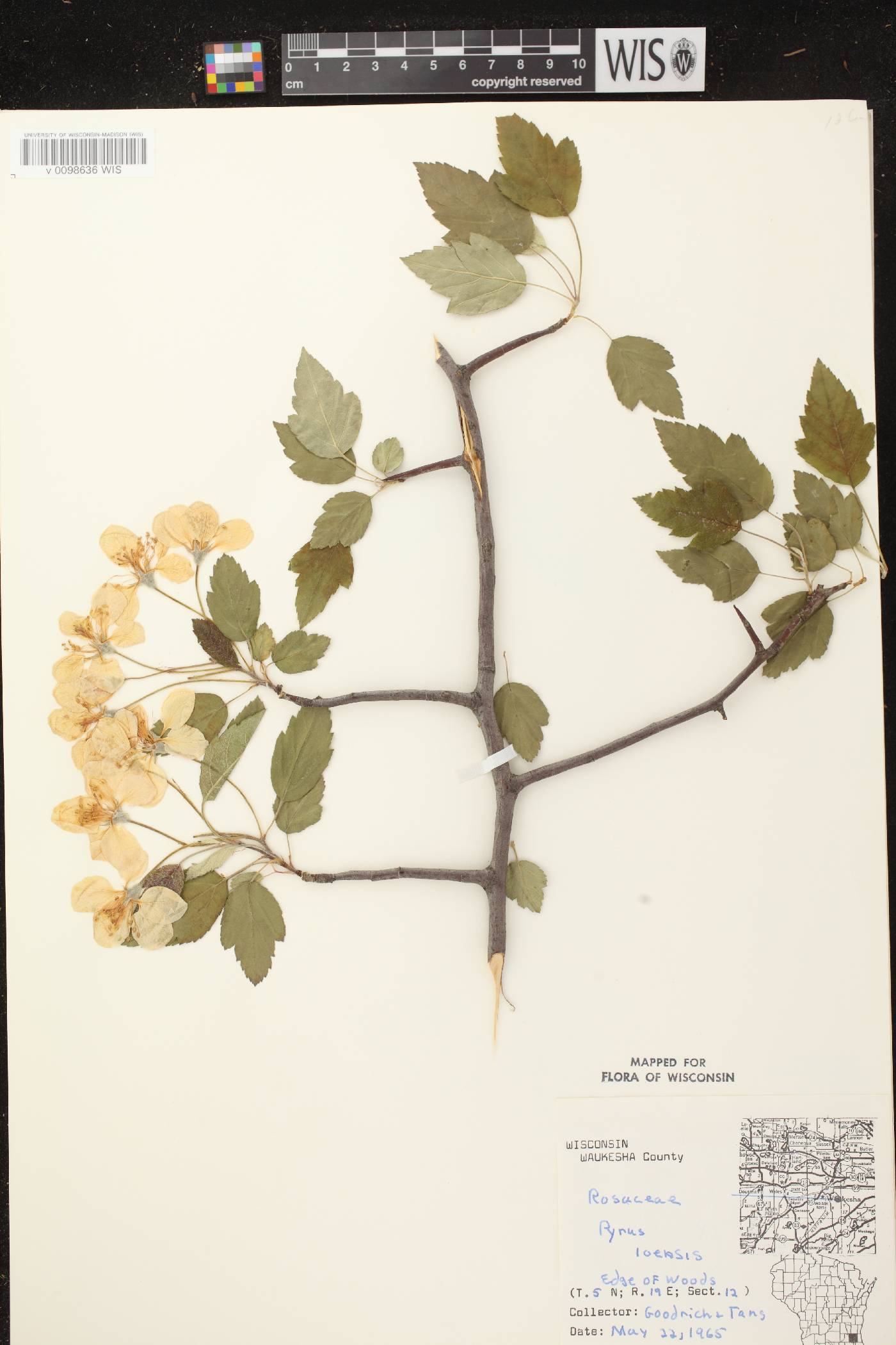 Malus ioensis image