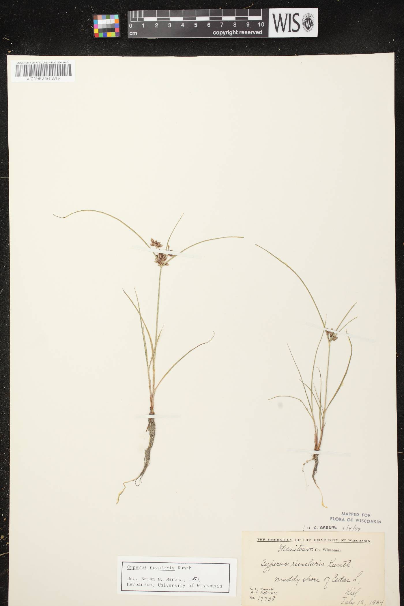 Cyperus bipartitus image