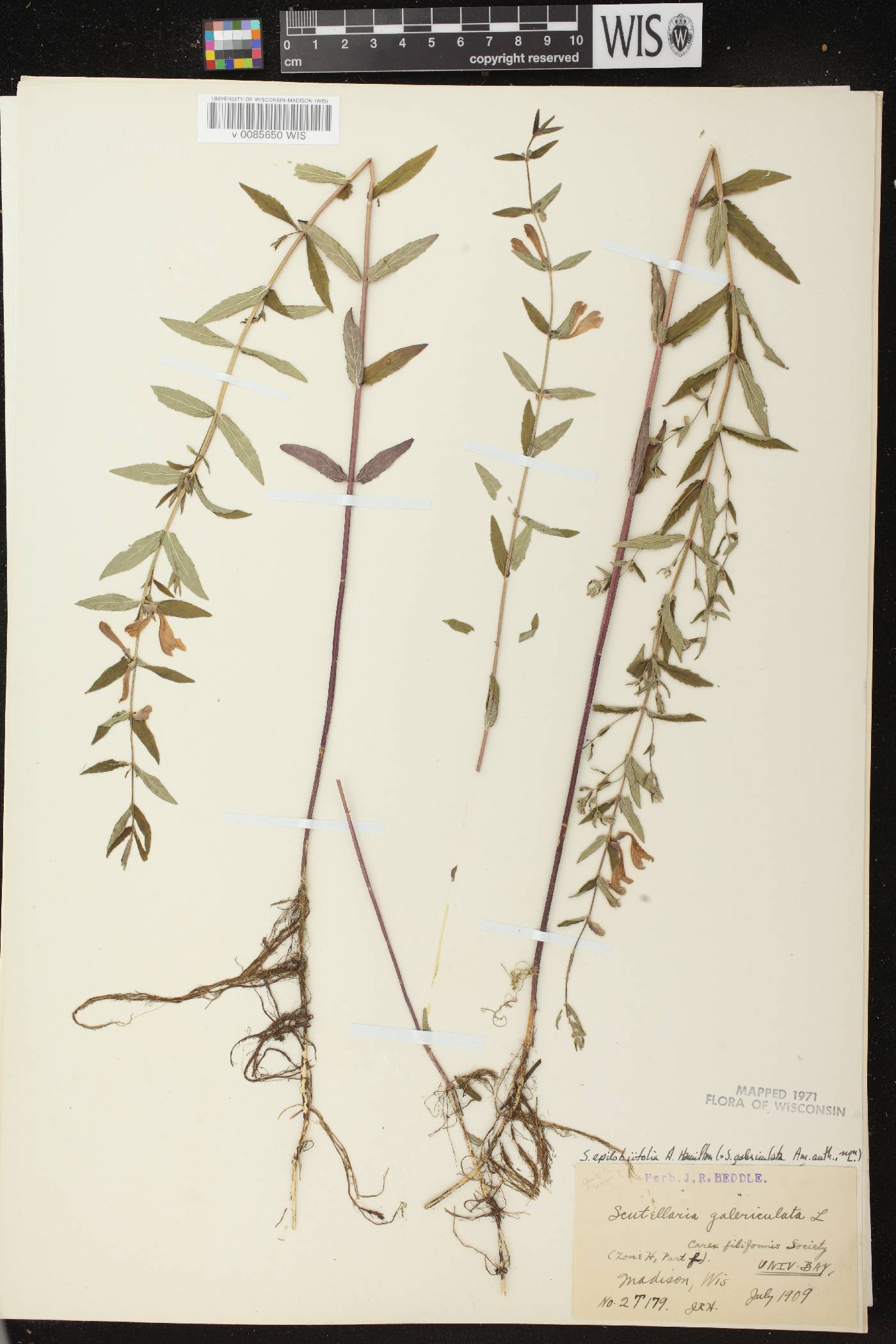 Scutellaria galericulata image