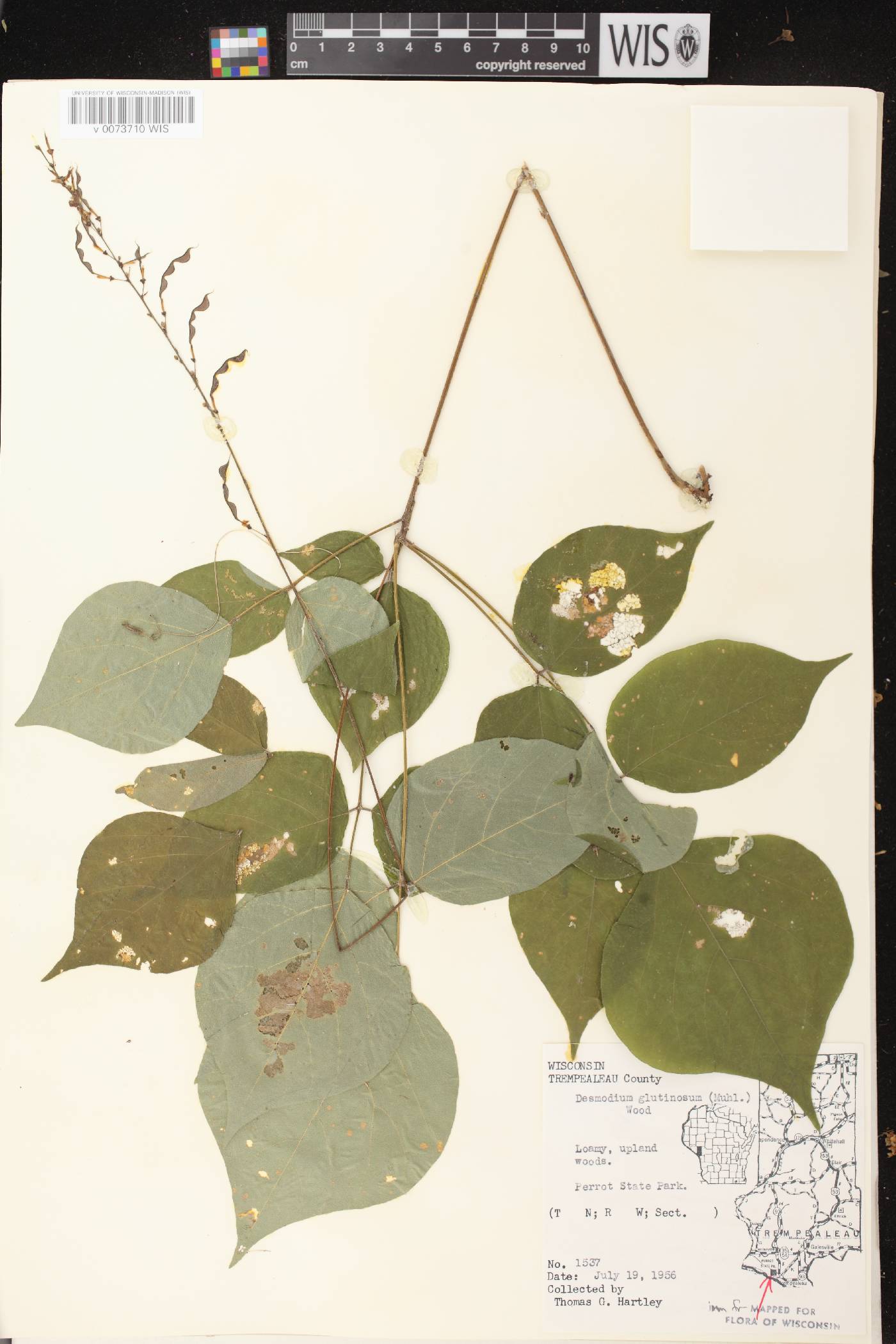 Hylodesmum glutinosum image