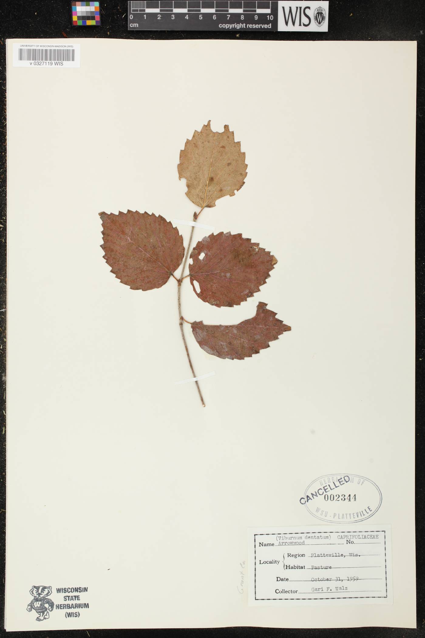 Viburnum dentatum image