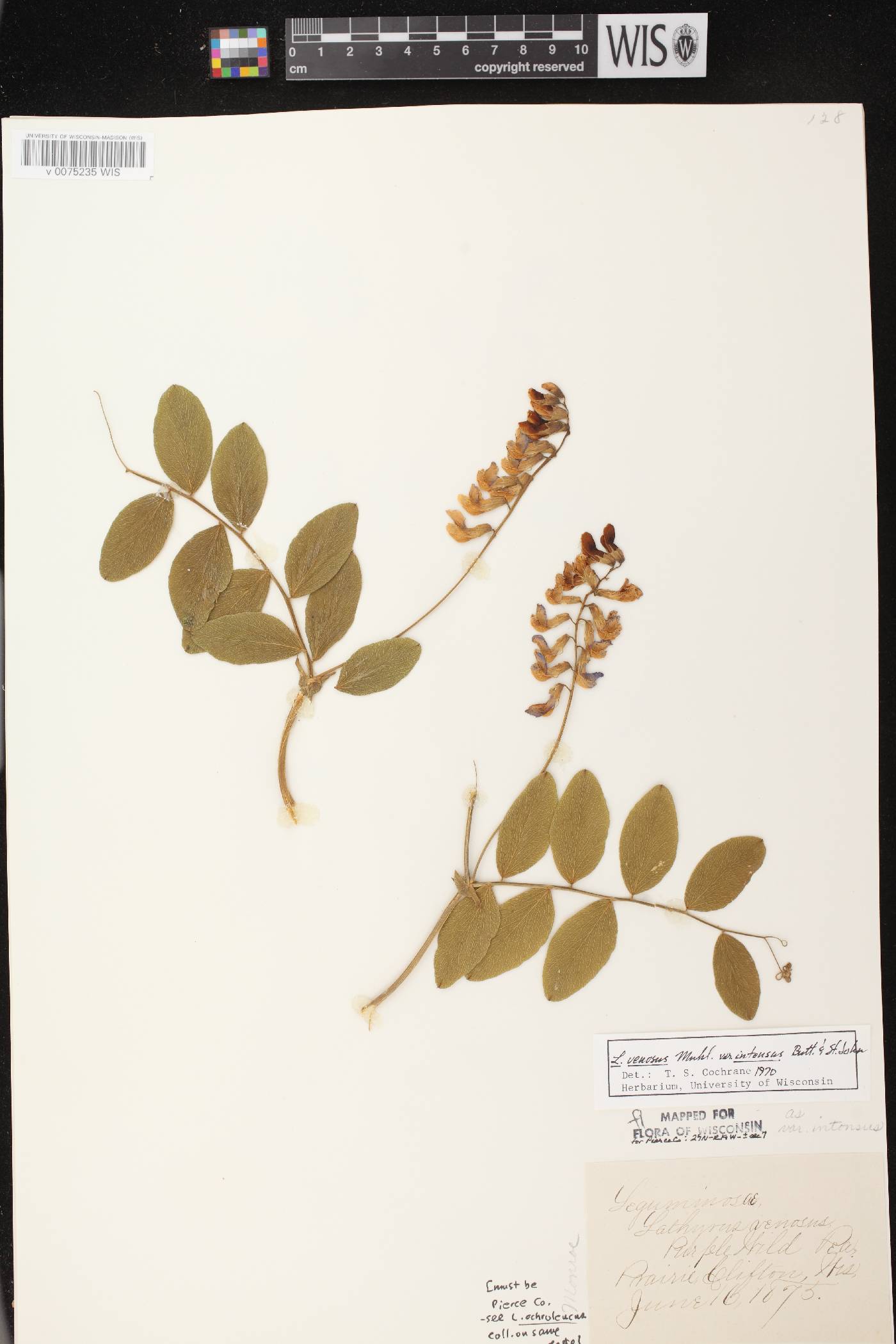 Lathyrus venosus image