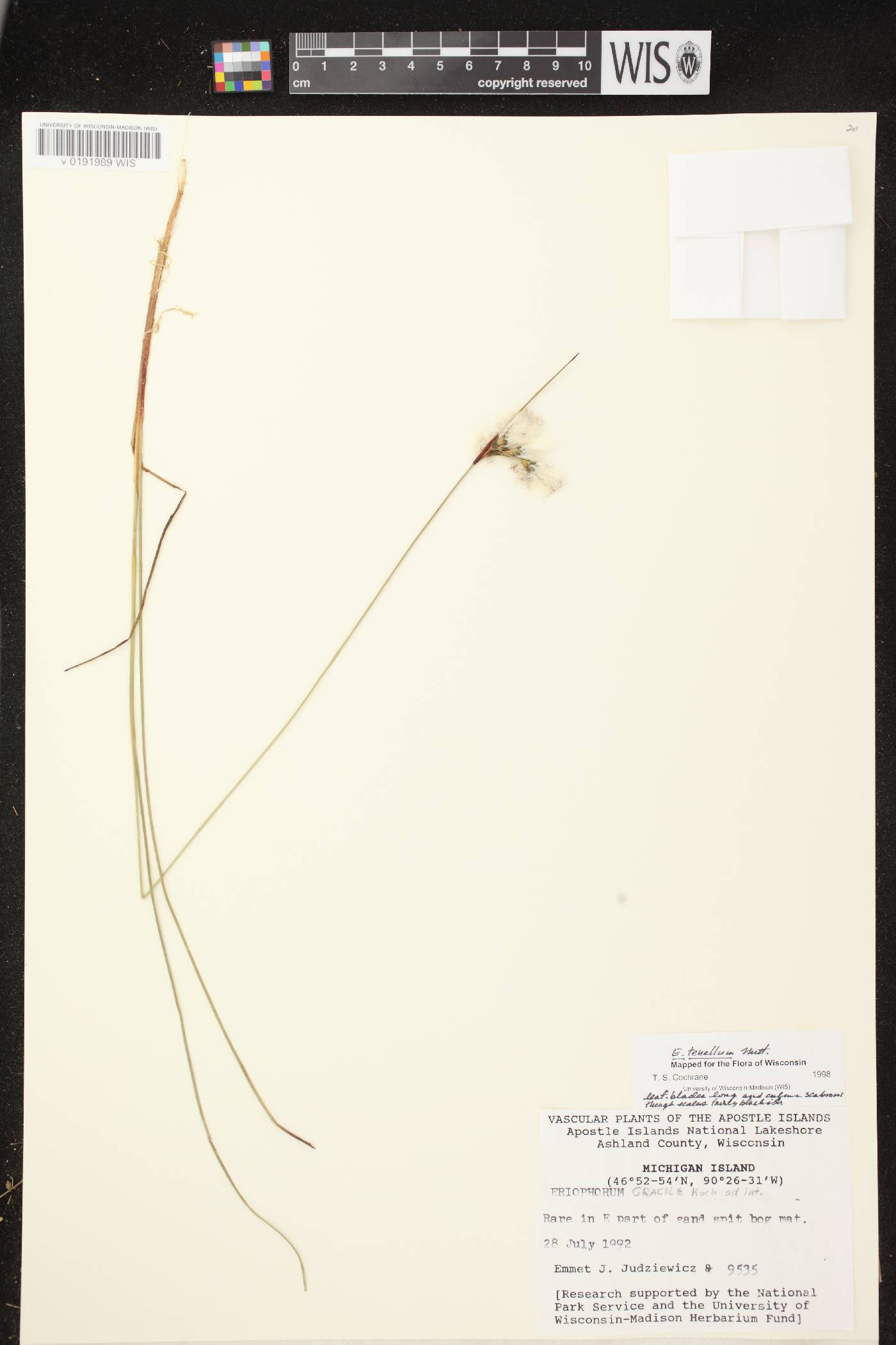 Eriophorum tenellum image