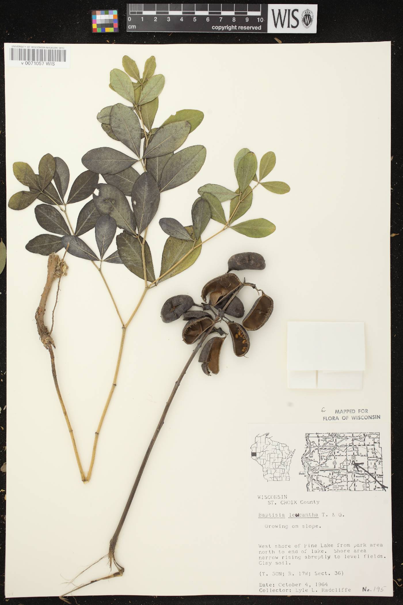 Baptisia lactea image