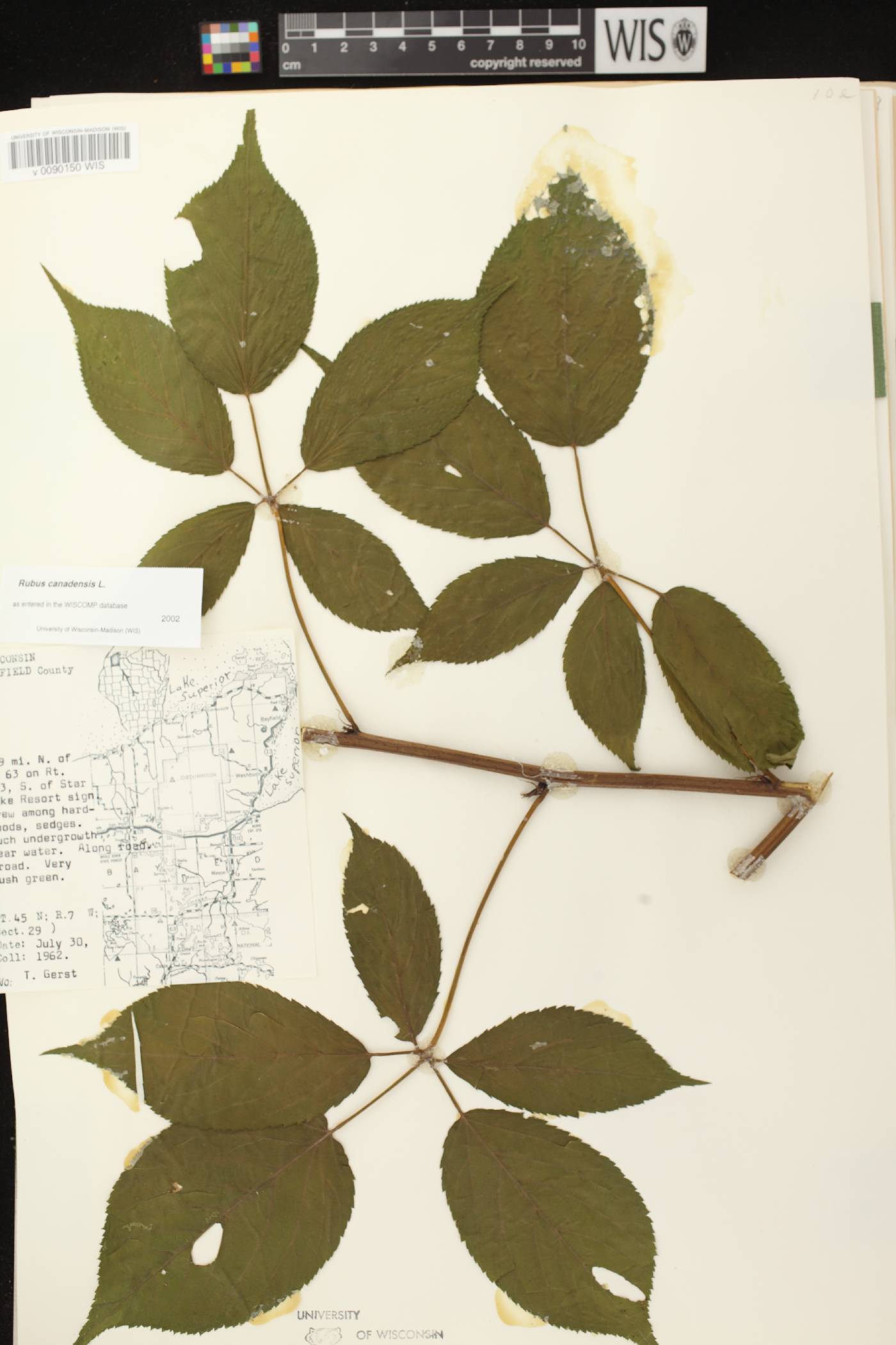 Rubus canadensis image