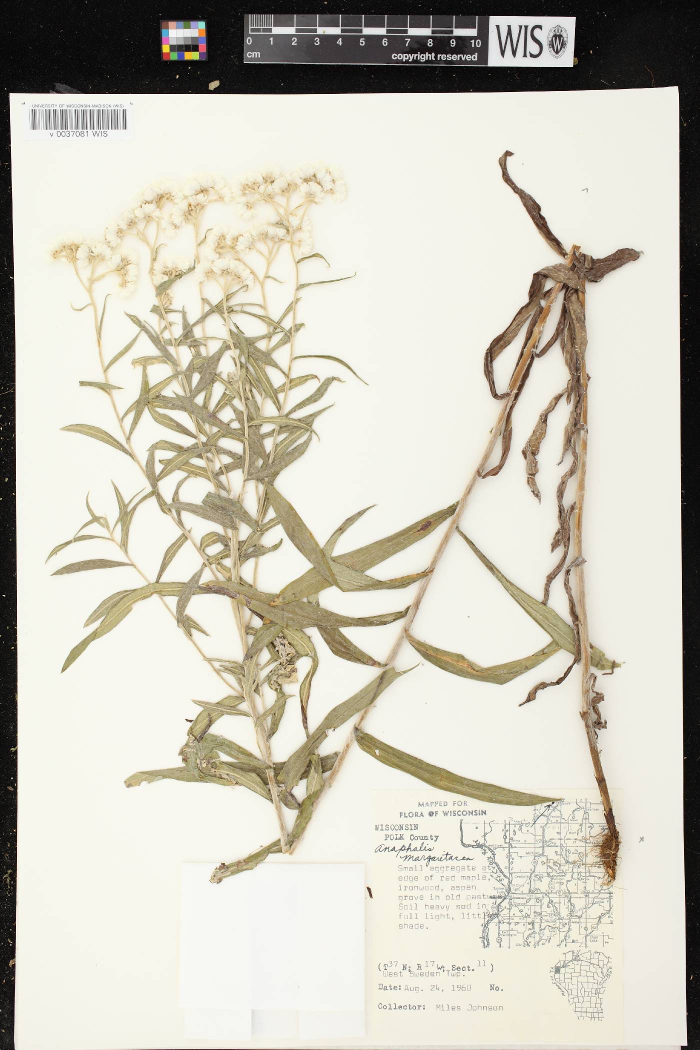 Anaphalis margaritacea image