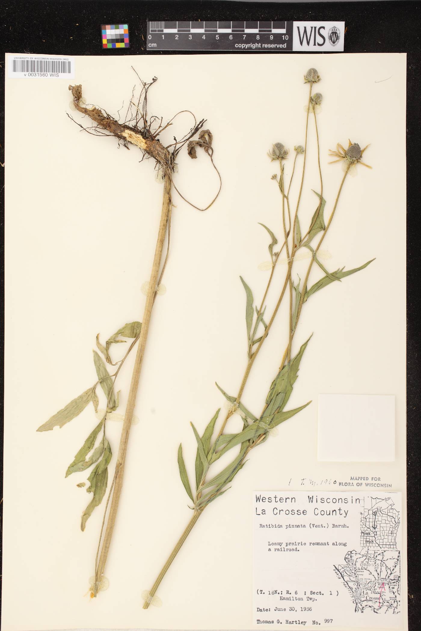 Ratibida pinnata image