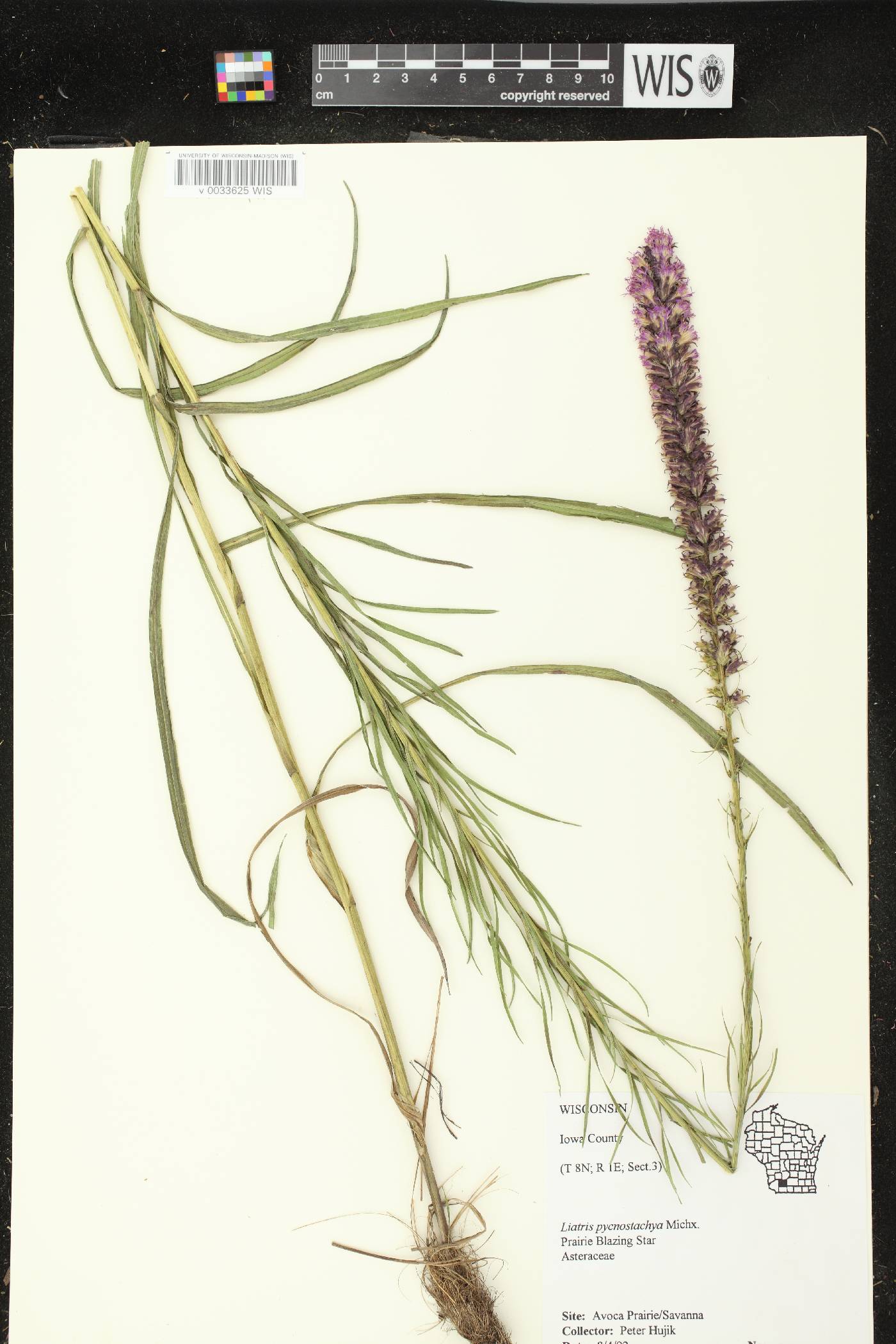 Liatris pycnostachya image