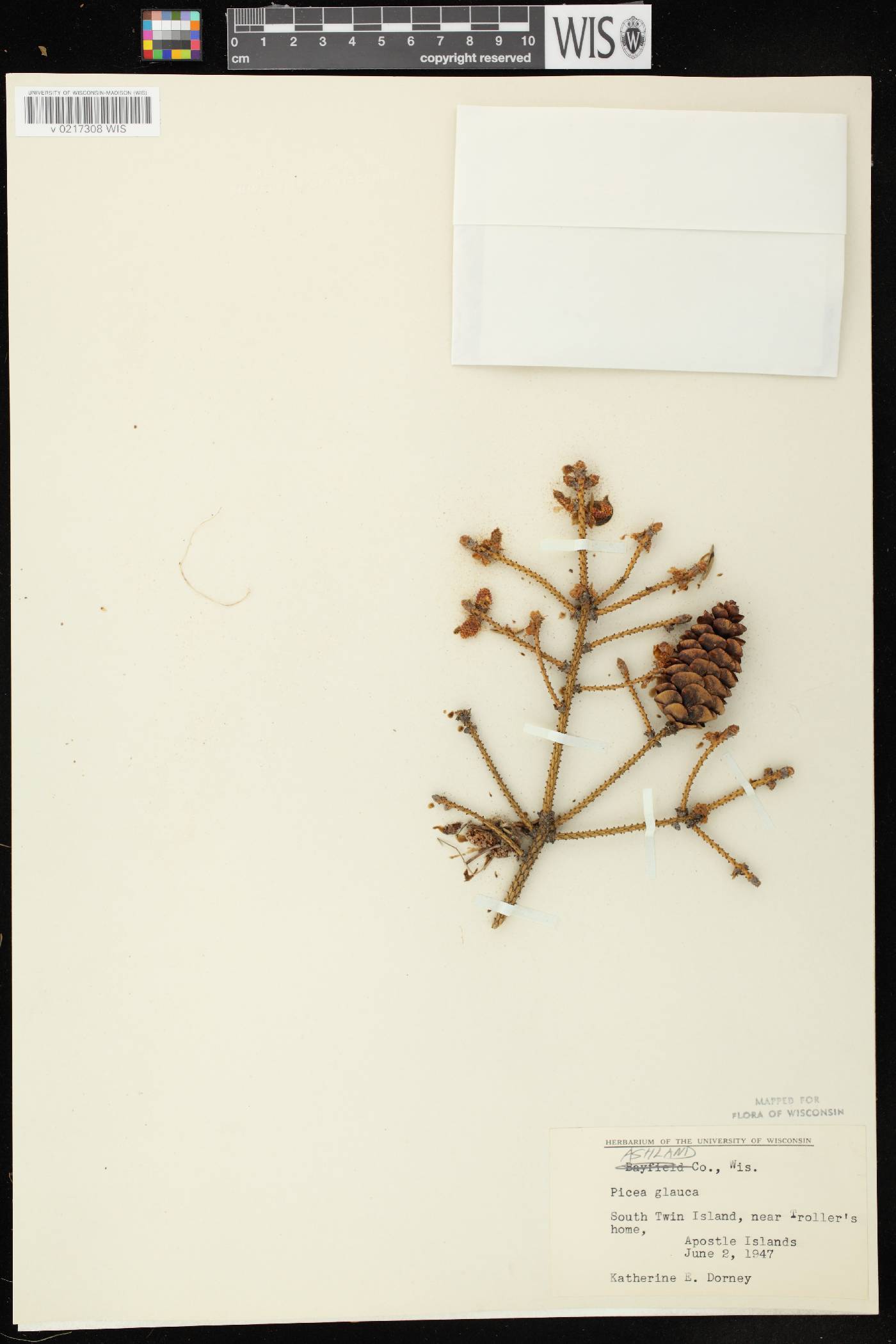 Picea glauca image